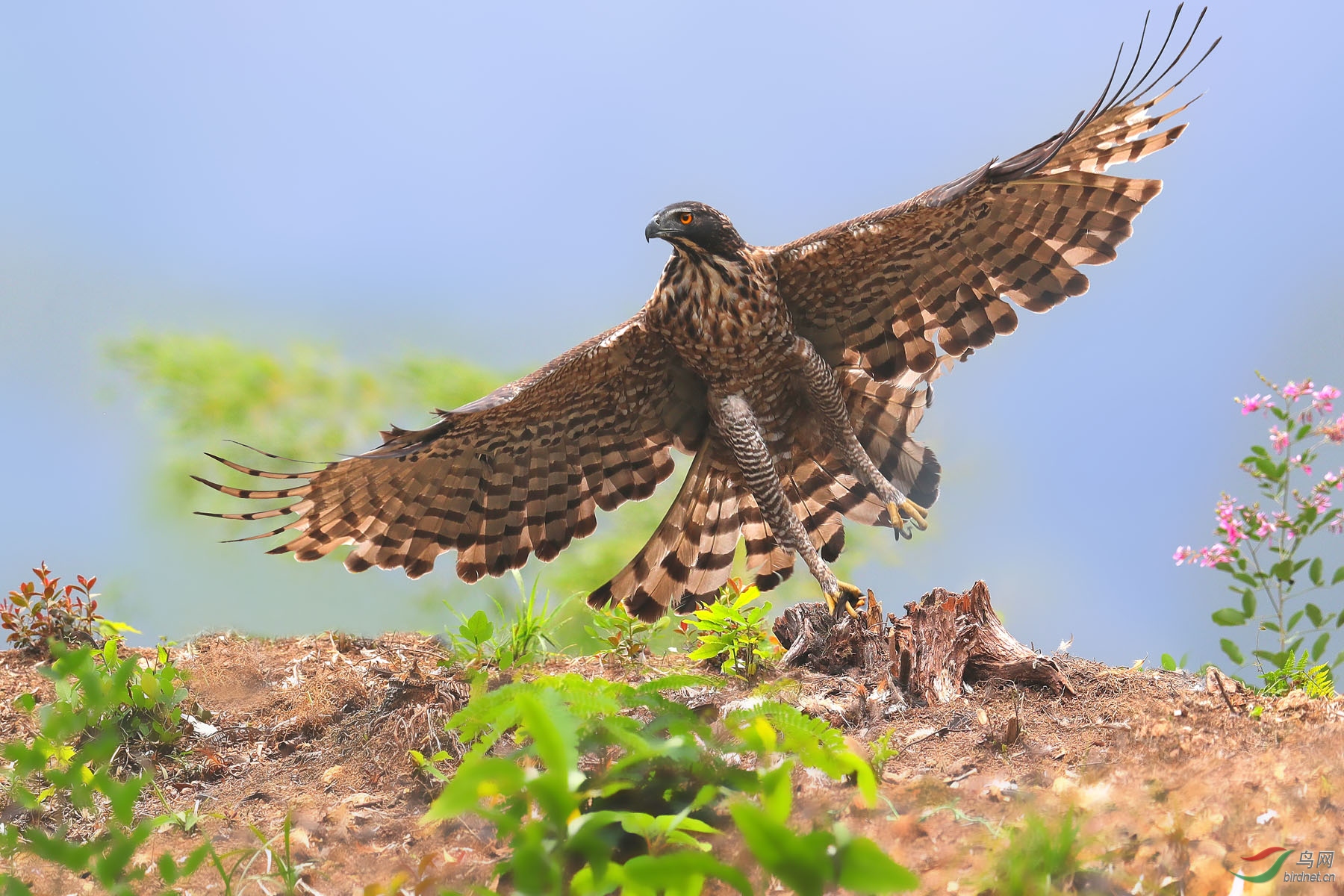 鹰雕江南大雕鹰雕荣获首页精华