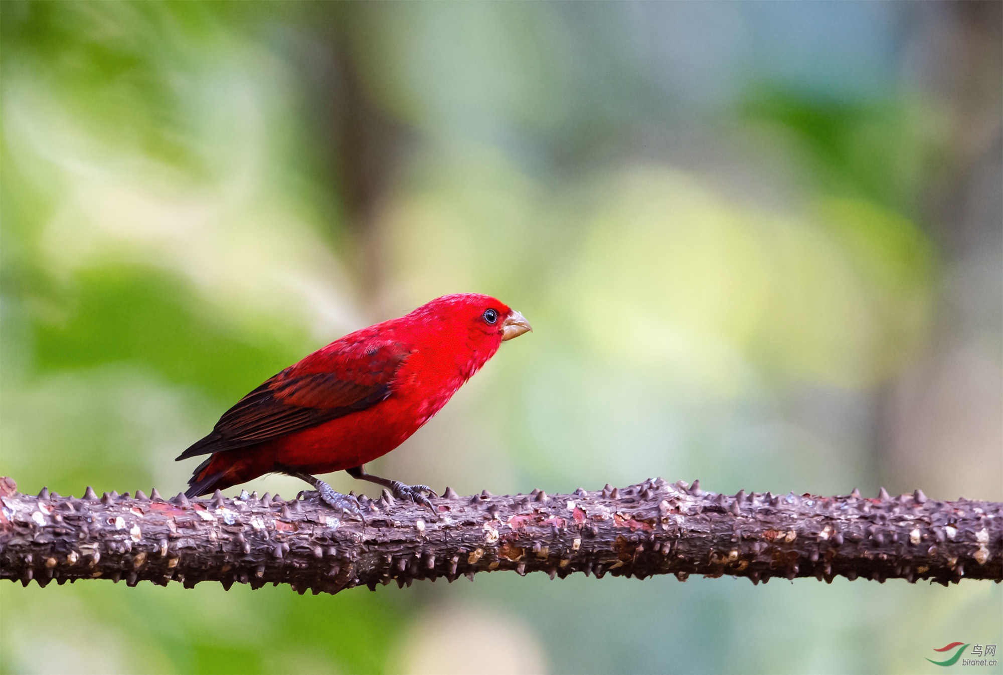 [林鸟] (血雀)中国红---(恭贺首页精华)