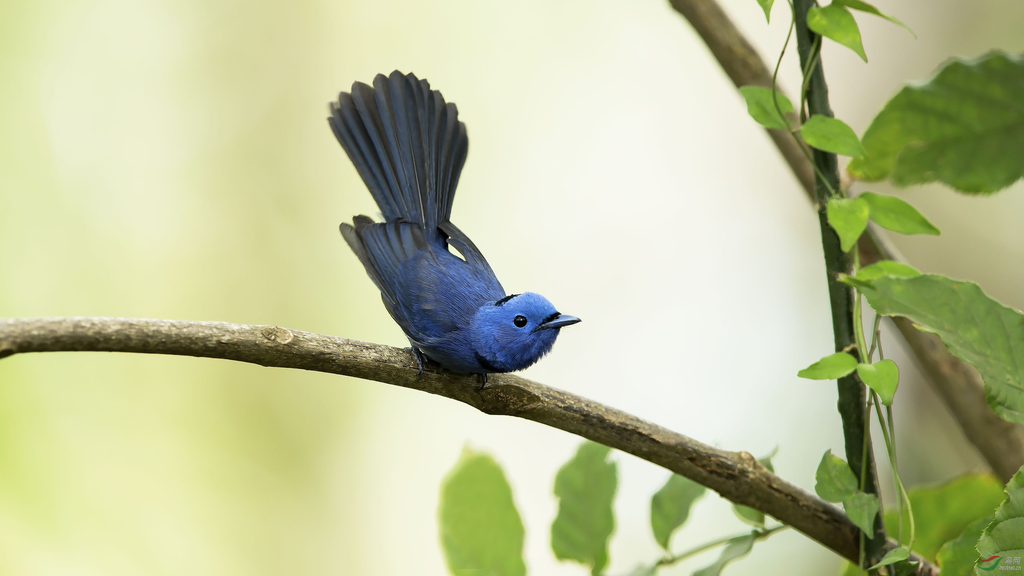 黑枕王鹟黑枕王鹟荣获首页精华