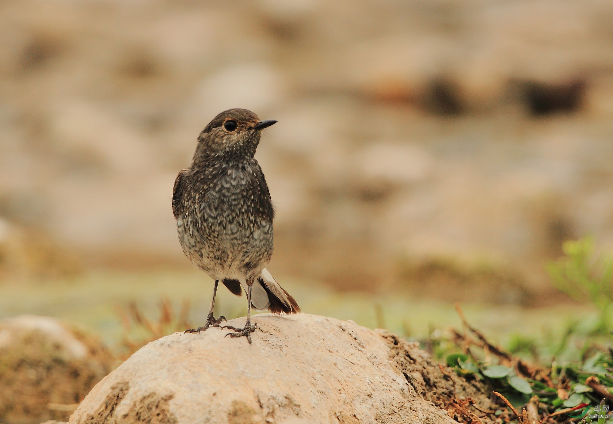 伫石远眺——红尾水鸲(雌鸟)