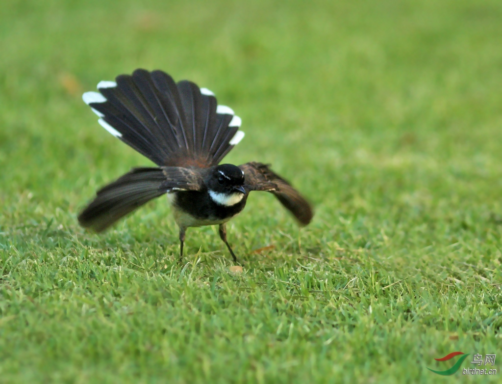 一组白喉扇尾鹟