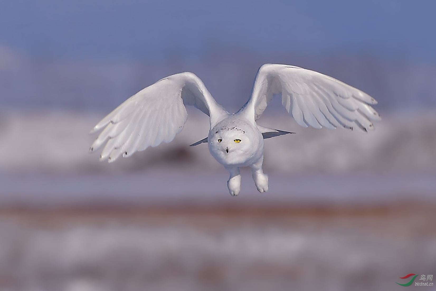 雪鸮袭来 ( 祝贺荣获首页鸟类精华 )