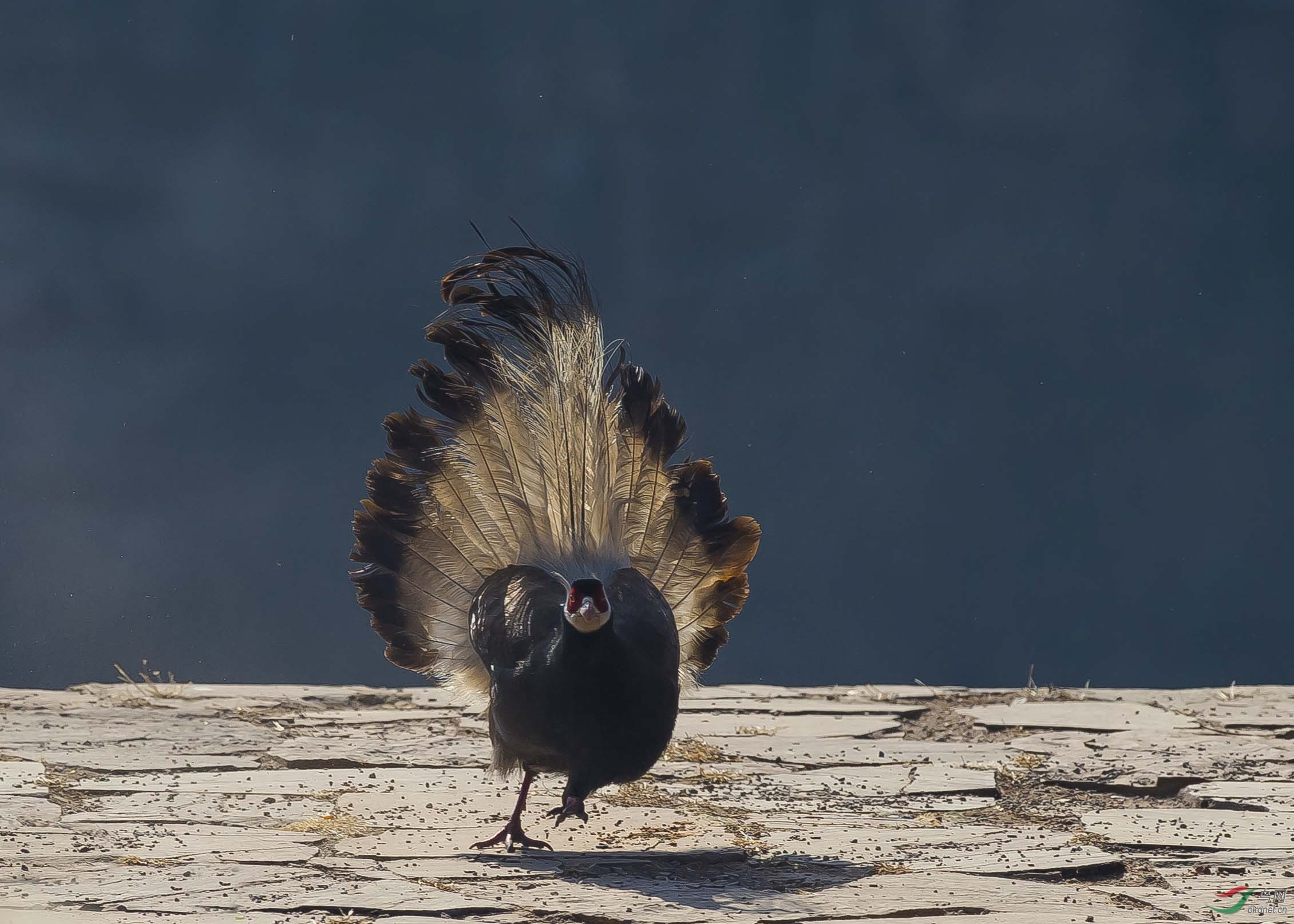 褐马鸡开屏
