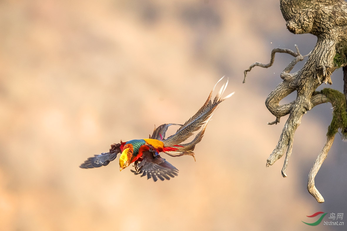 三门峡甘山飞来的金凤凰