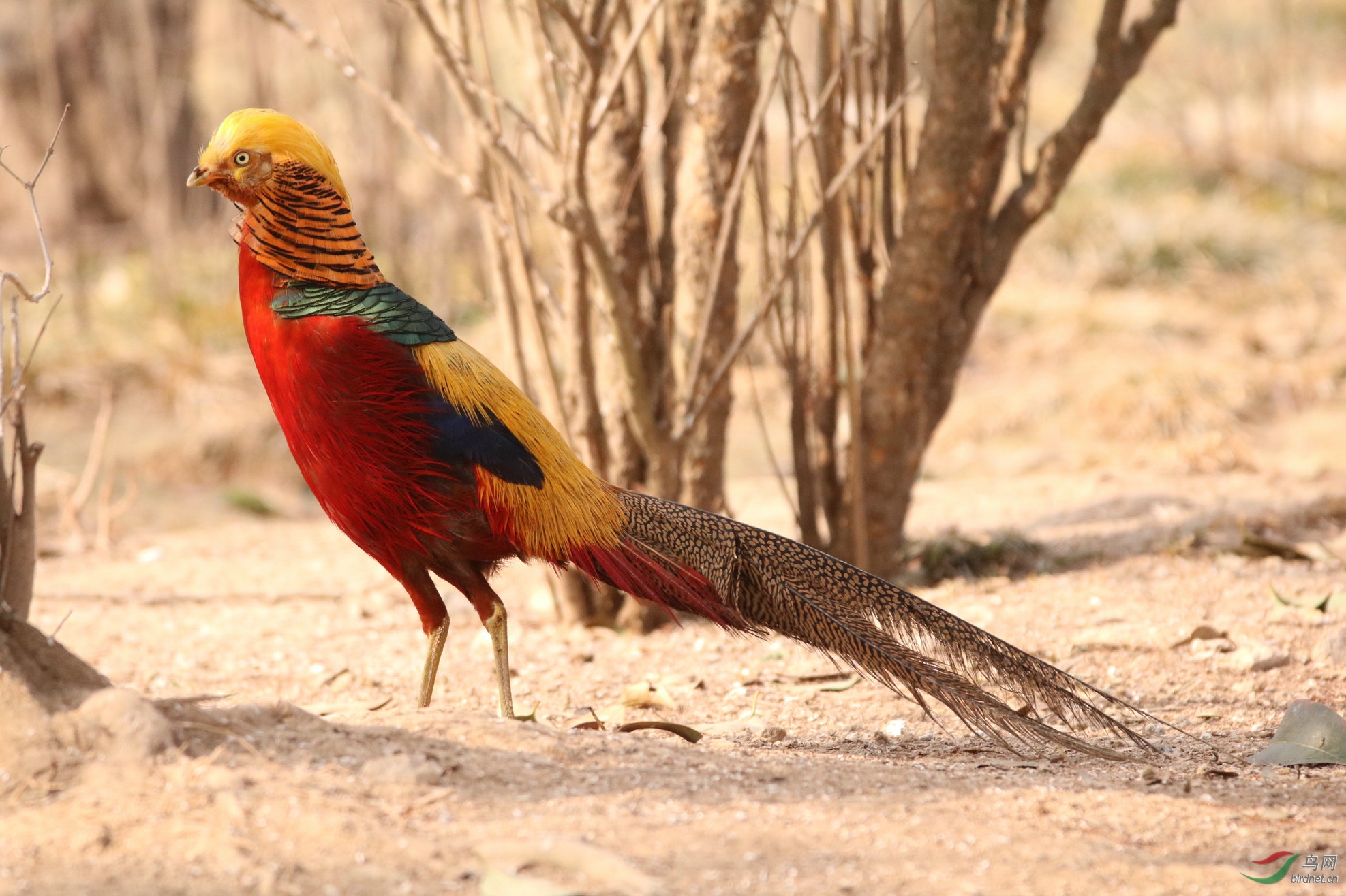 红腹锦鸡