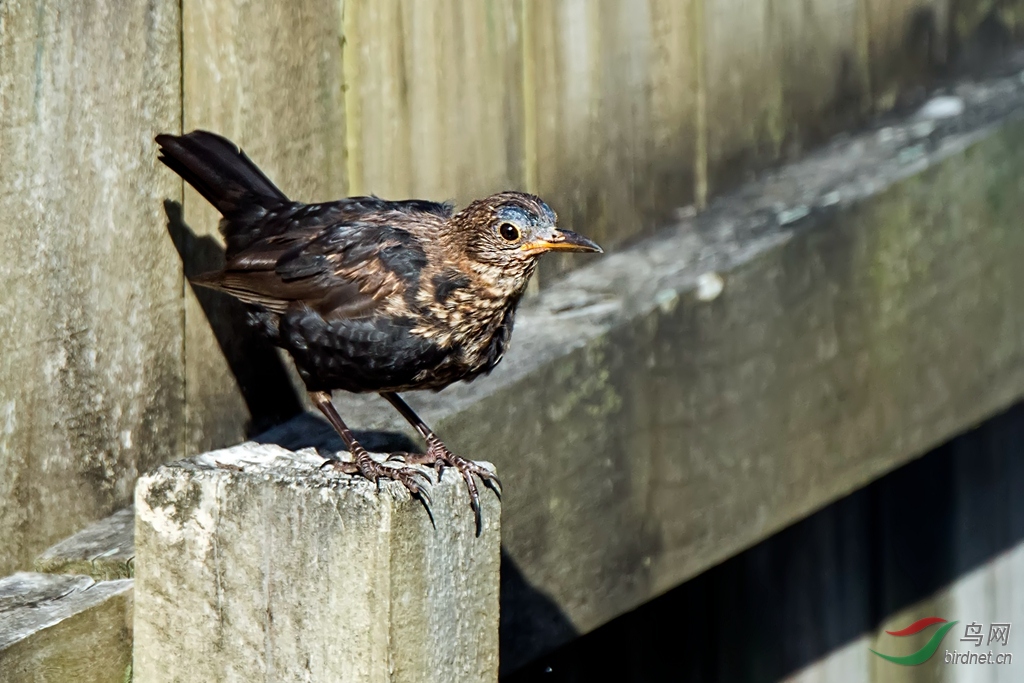 围栏上的欧歌鸫