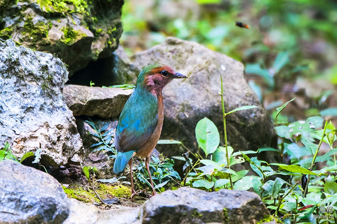 藍背八色鶇