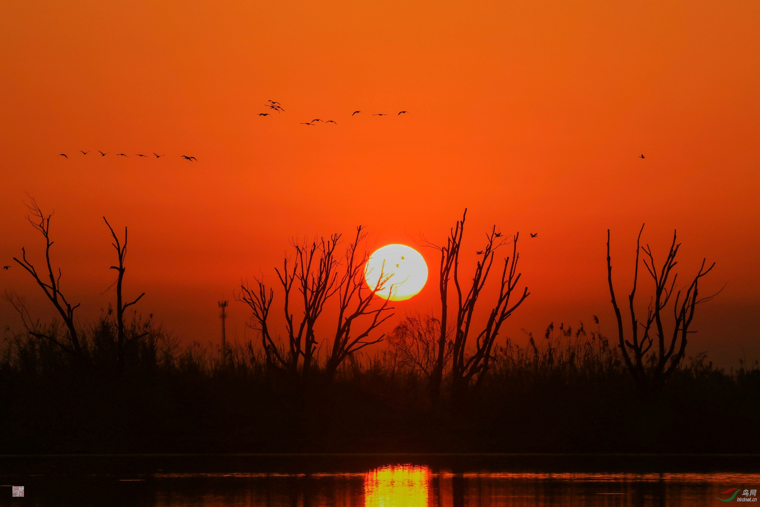 晚鸟归林获首页综合精华