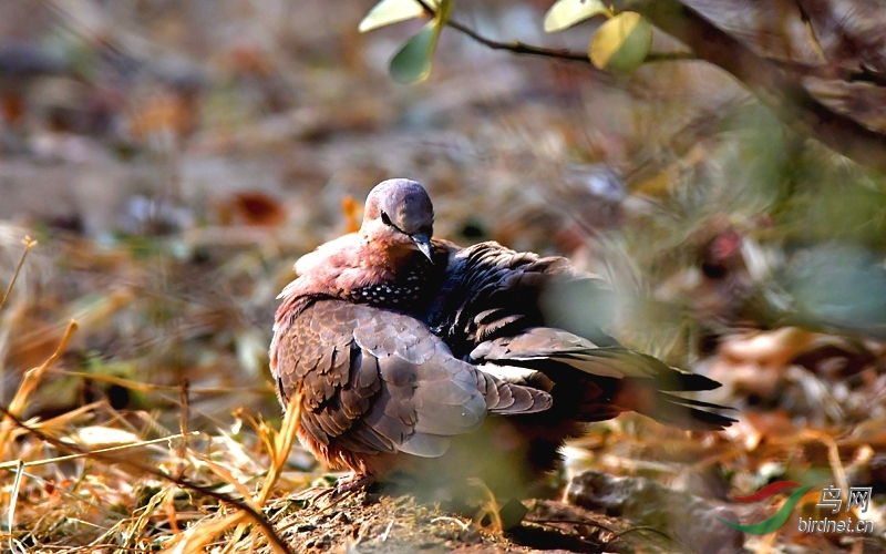 野斑鳩尋水記錄