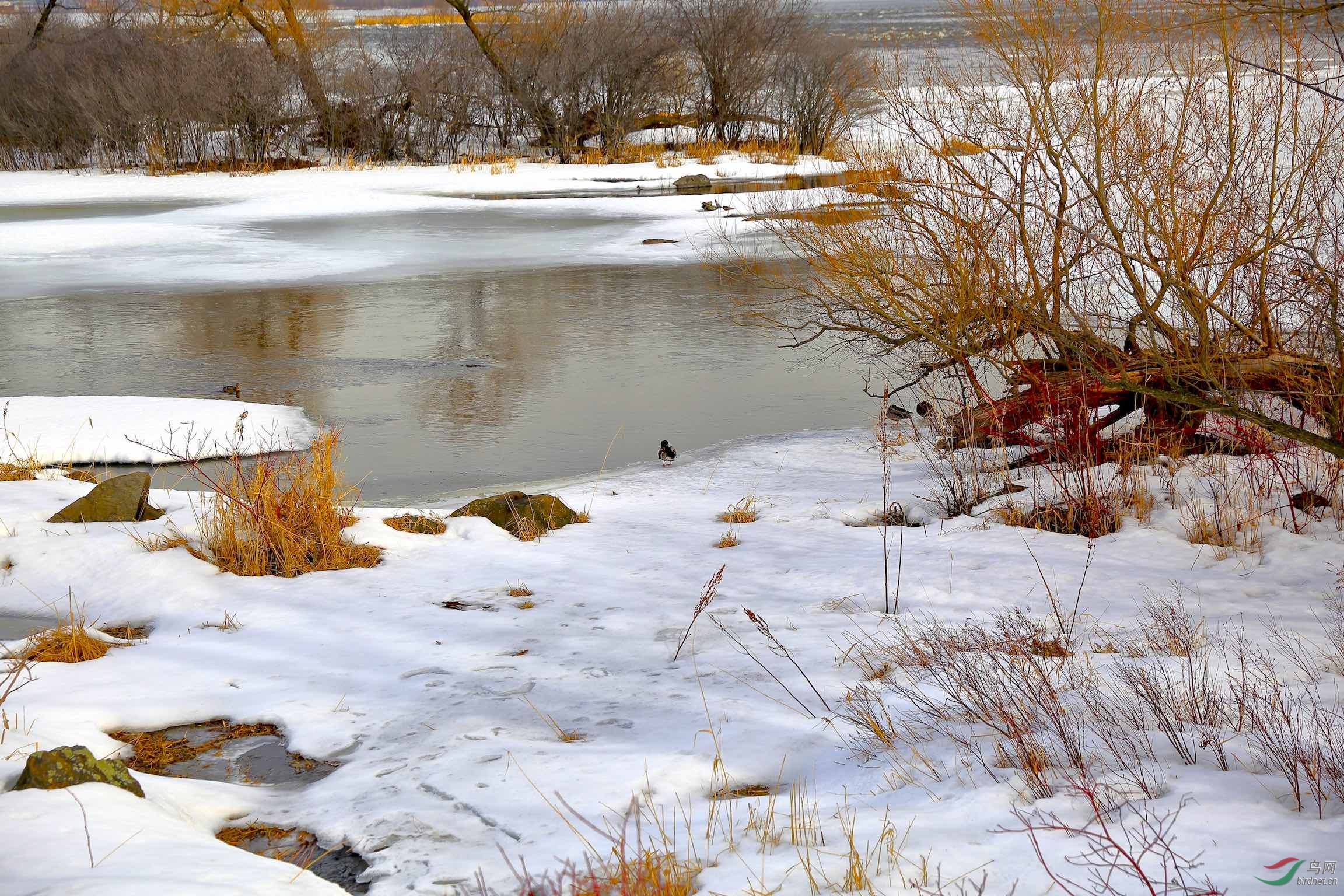 雪融化后是春的气息
