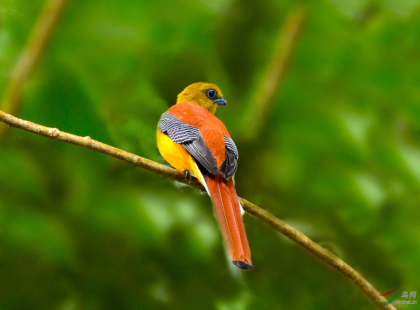橙胸咬鹃