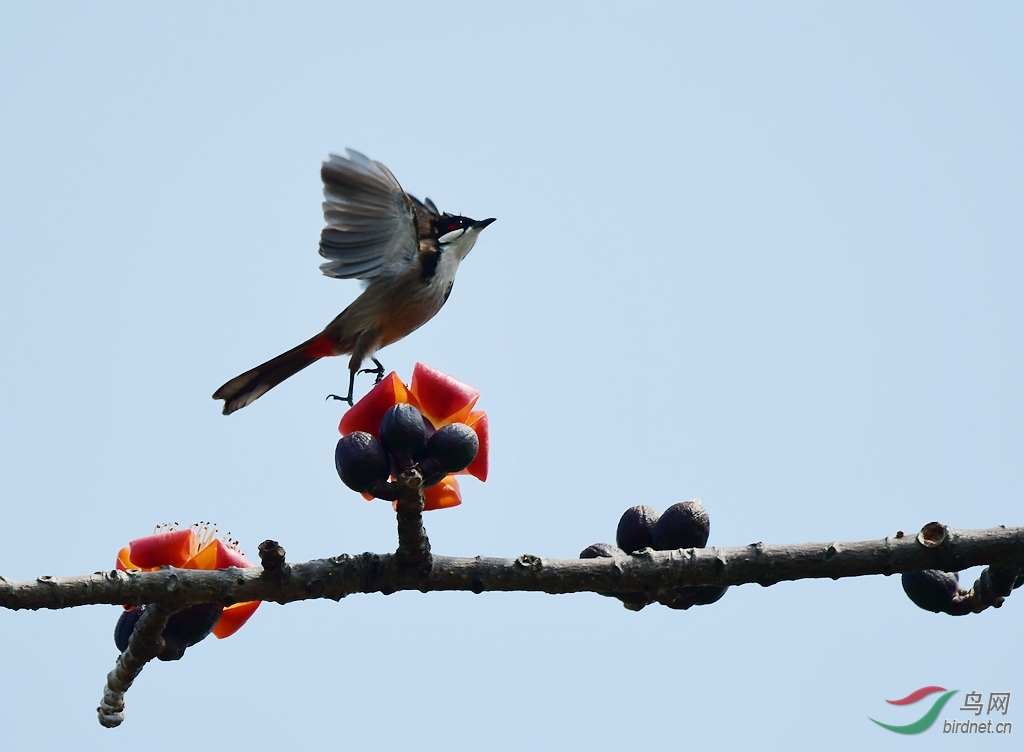 红棉树上鸟啼鸣