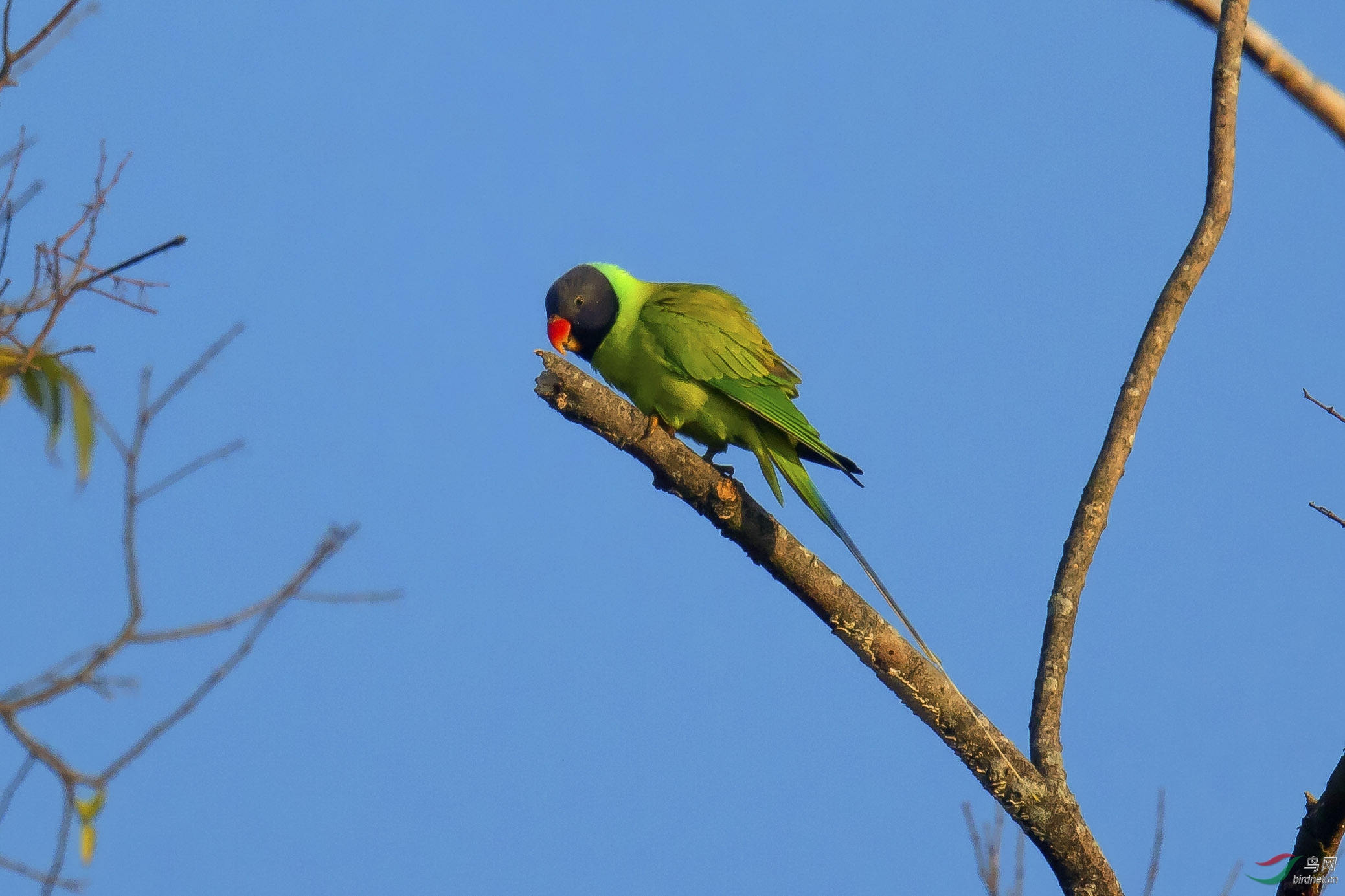 盈江的野生鹦鹉 - 湖北版 hubei 鸟网