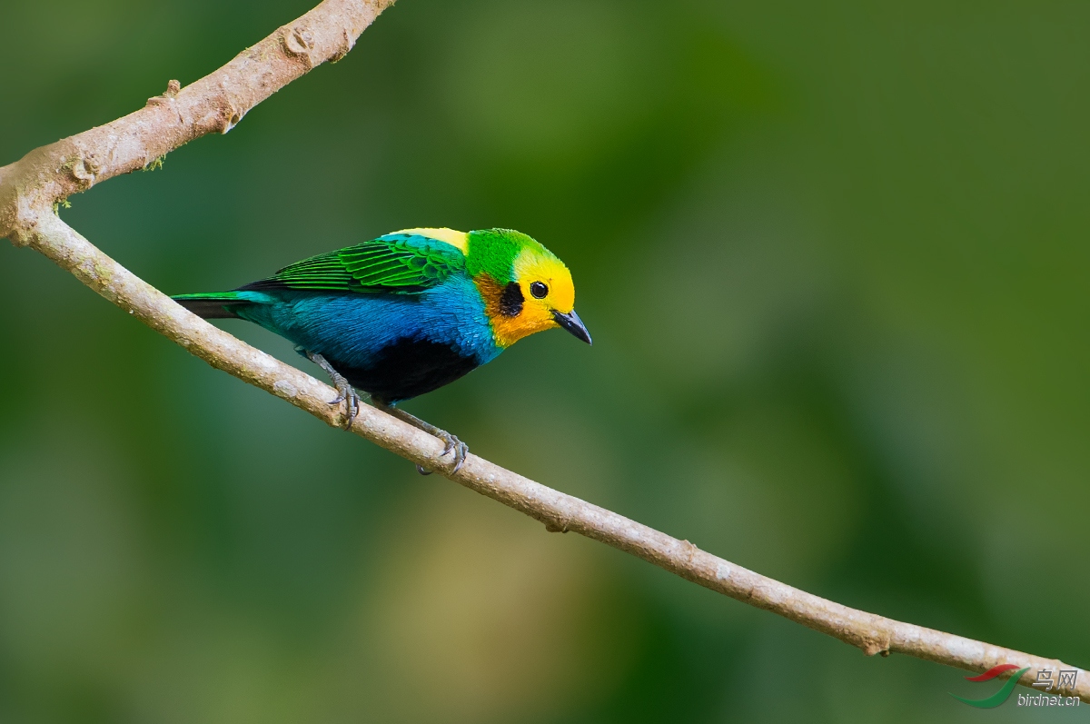 (彩绿雀)彩绿雀-恭贺东湖老陈老师履新~! - 广东版 guangdong 鸟网