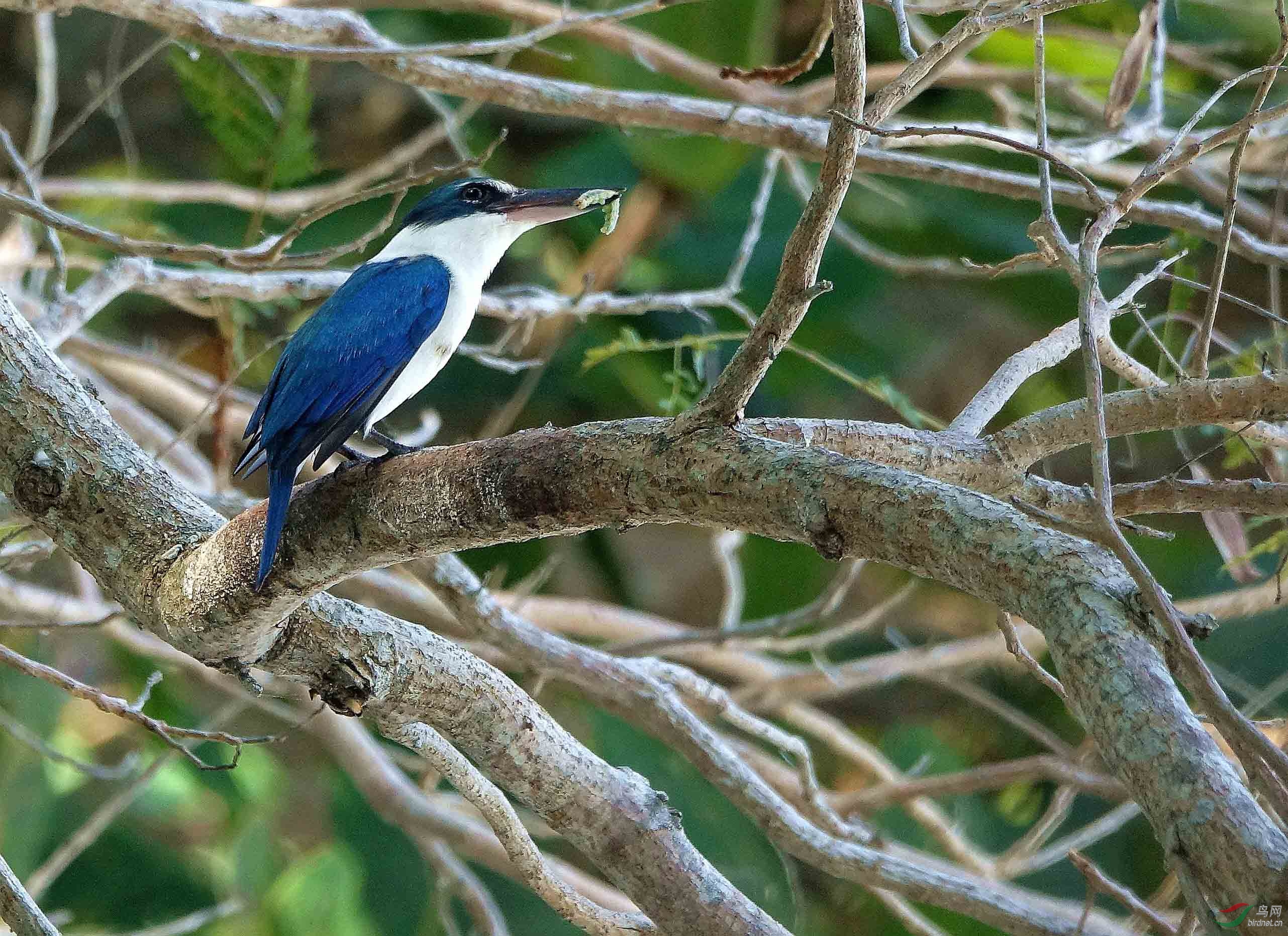 可爱的蓝精灵白领翡翠