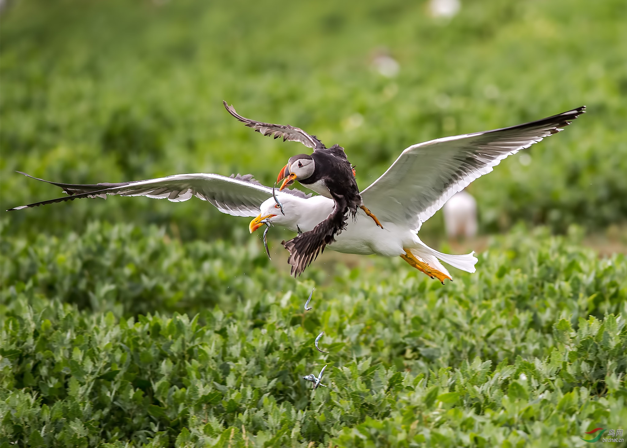 (北极海鹦)Kittiwake & Puffin