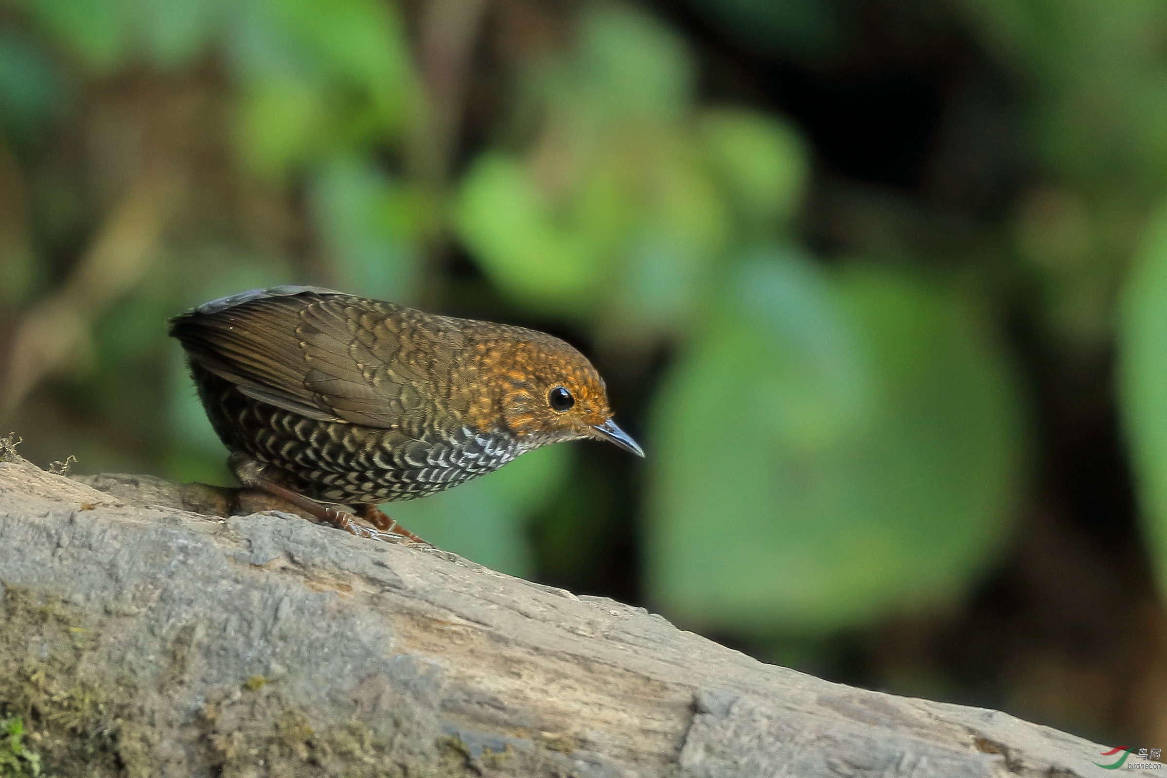 大卤蛋鳞胸鹪鹛