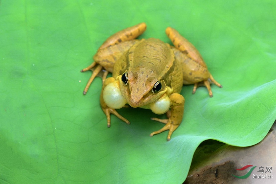 其它动物64抓拍蛙鸣瞬间的鸣囊