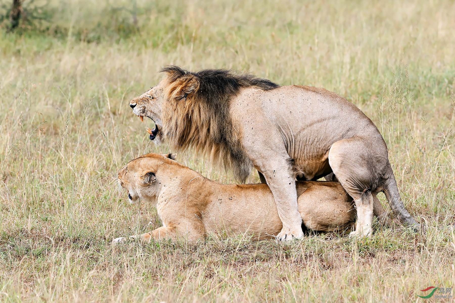 [哺乳动物] 《三爽图》---狮子的快乐生活