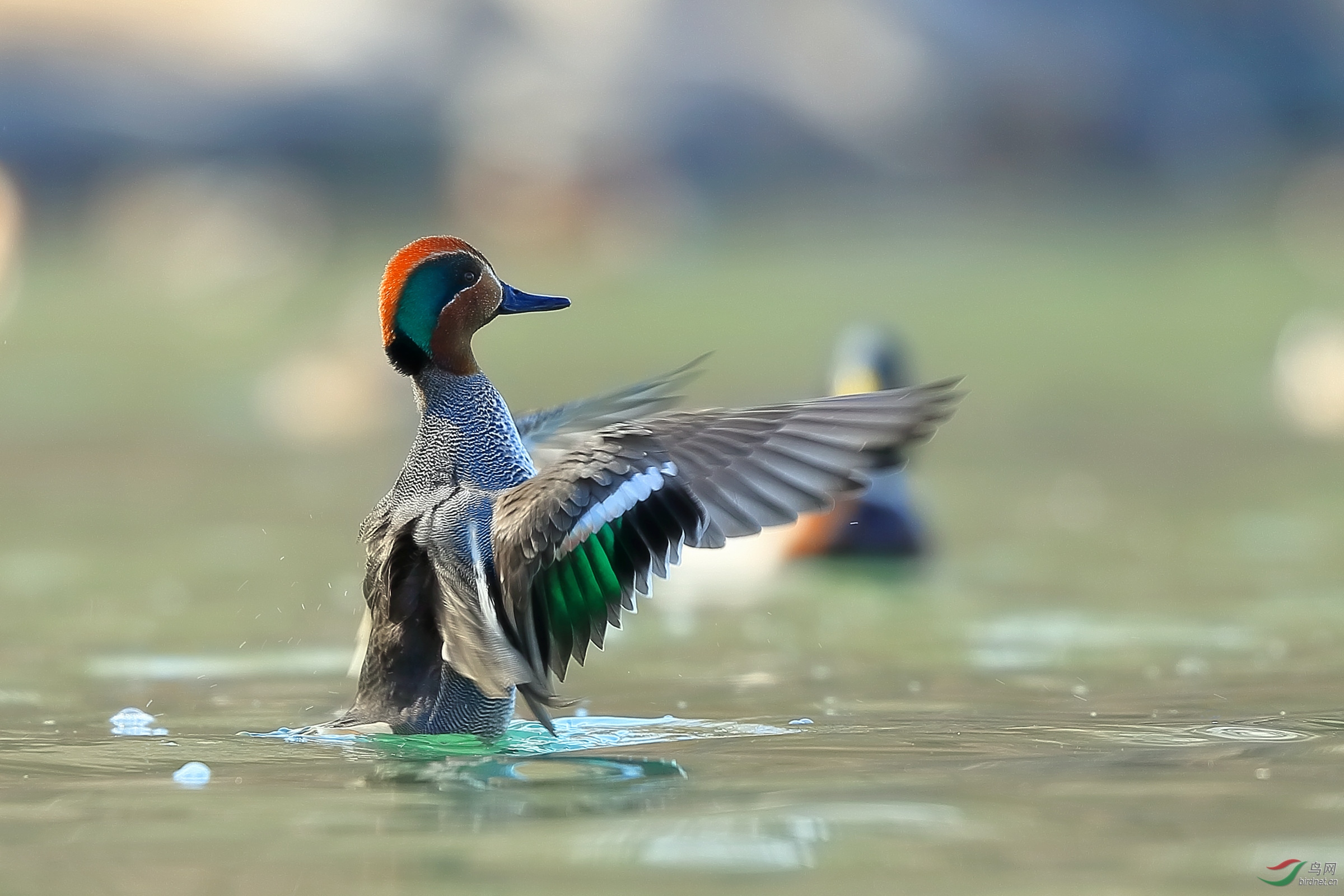 绿翅鸭小小指挥家绿翅鸭祝贺荣获首页鸟类精华