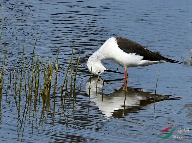 来玩个顶牛子版主和老师好