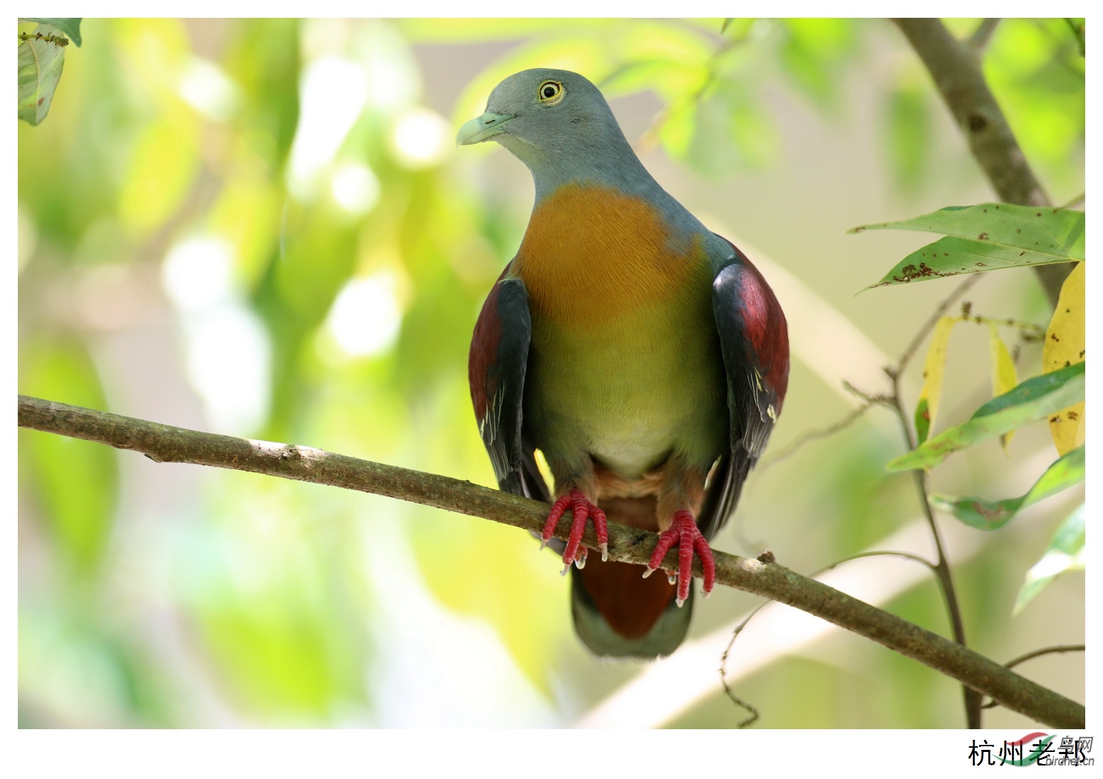 红颈绿鸠