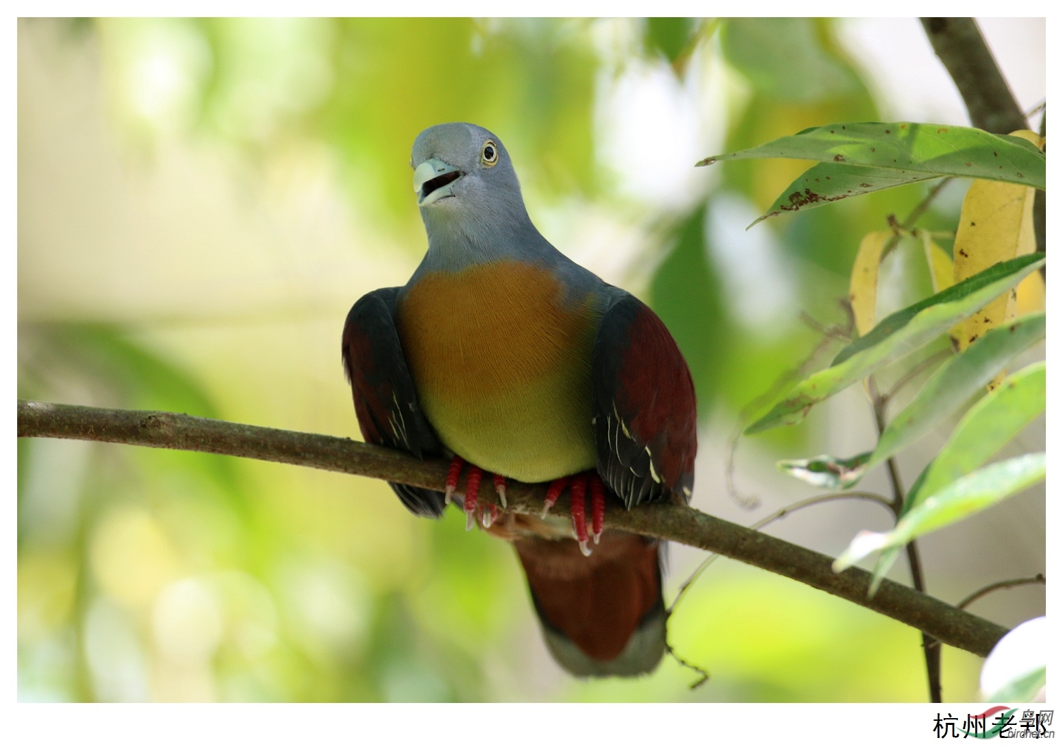 红颈绿鸠