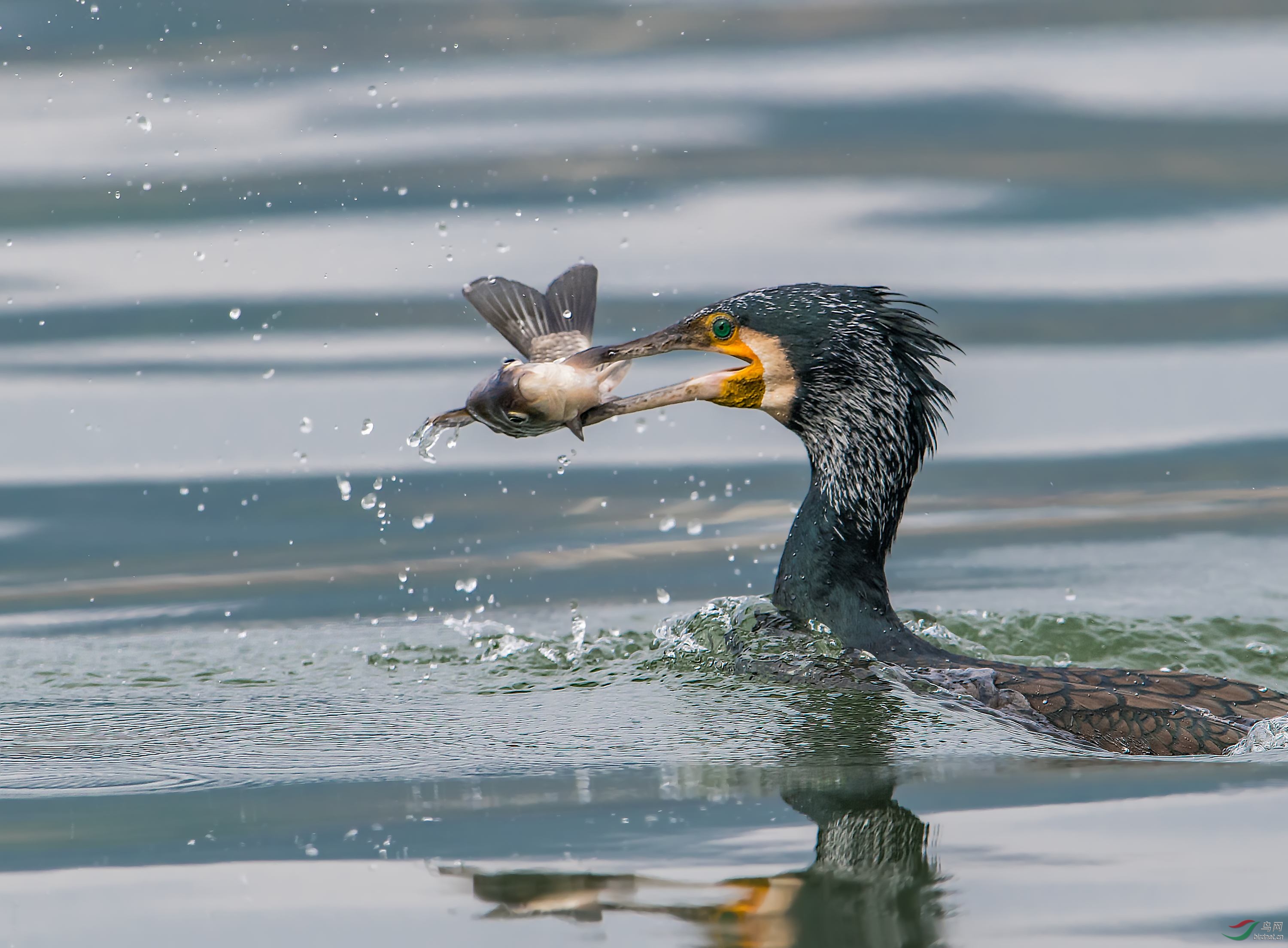 普通鸬鹚抓鱼祝贺荣获首页精华