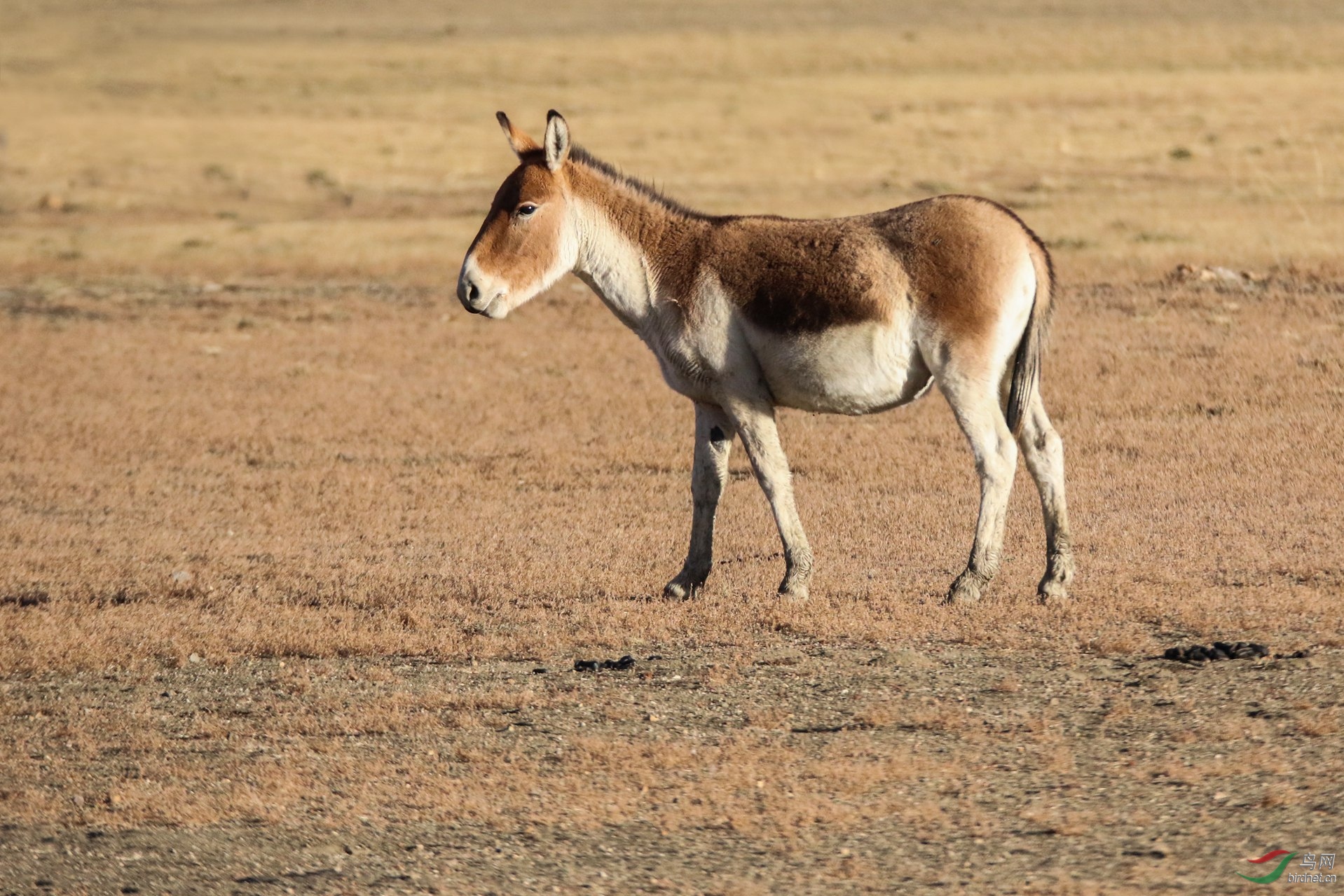国家一级保护西藏野驴