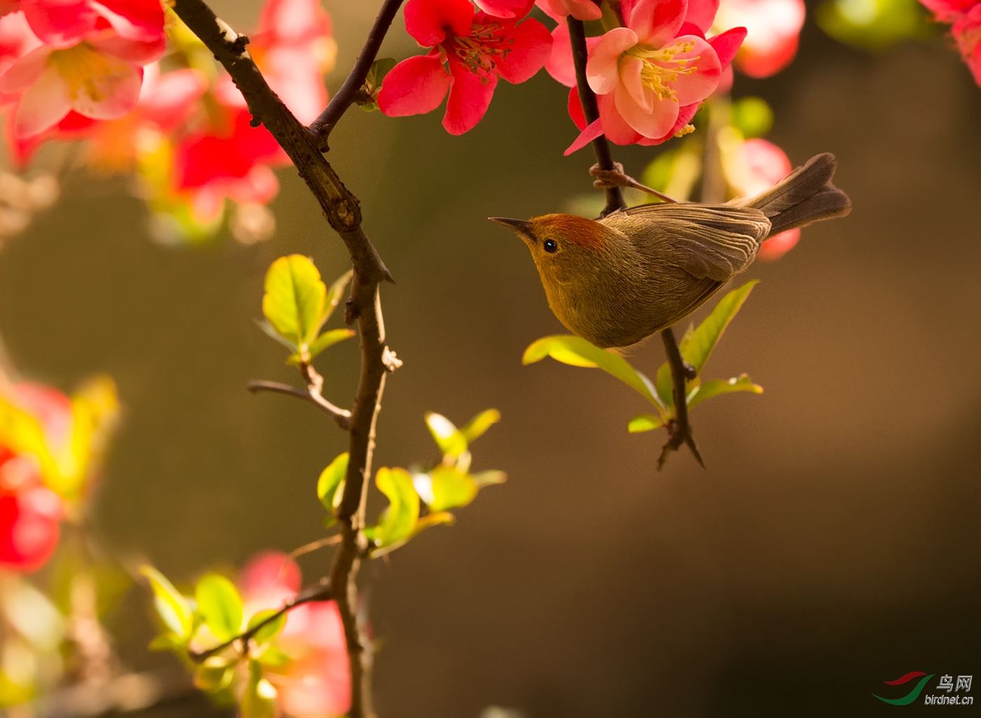 红头穗鹛花下客