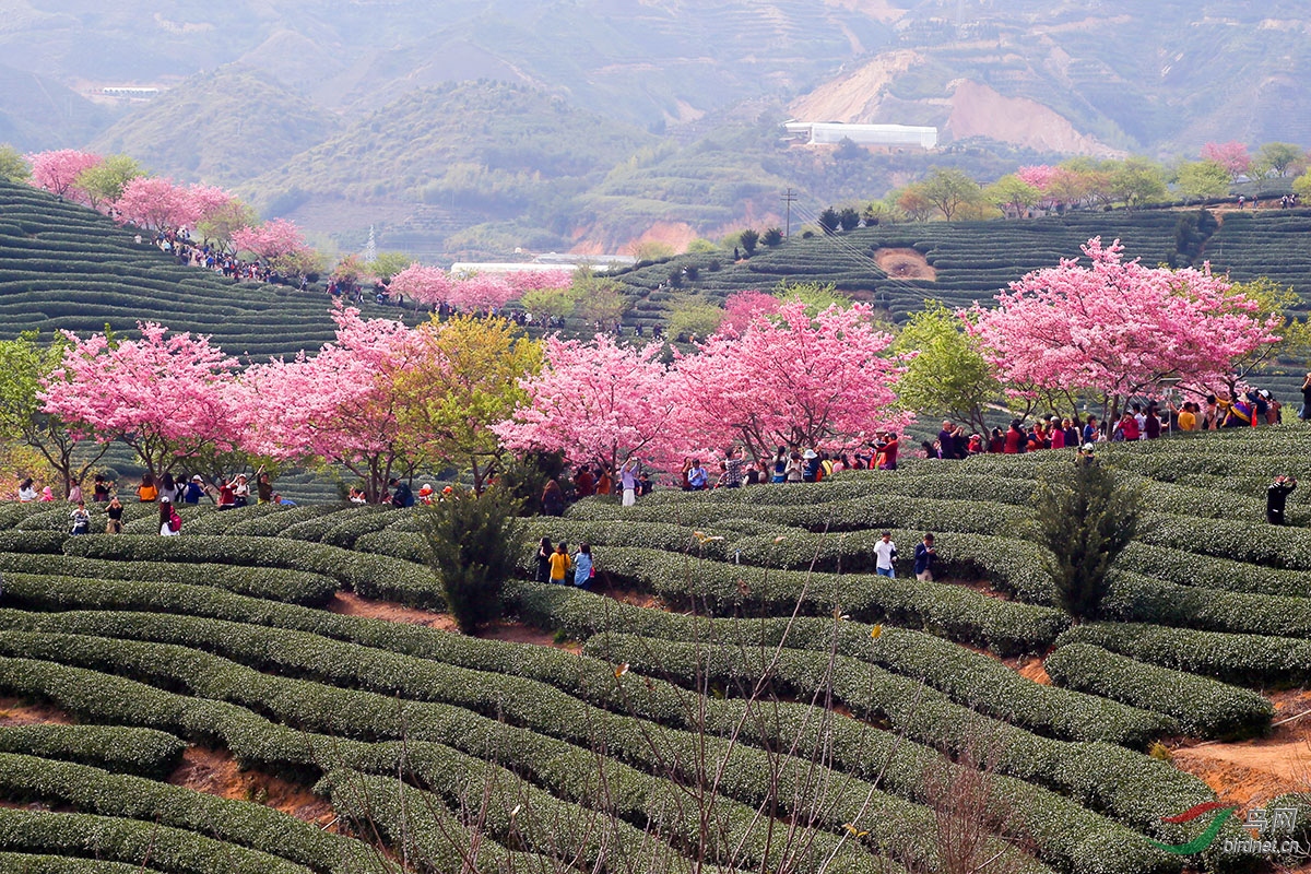福建漳州樱花
