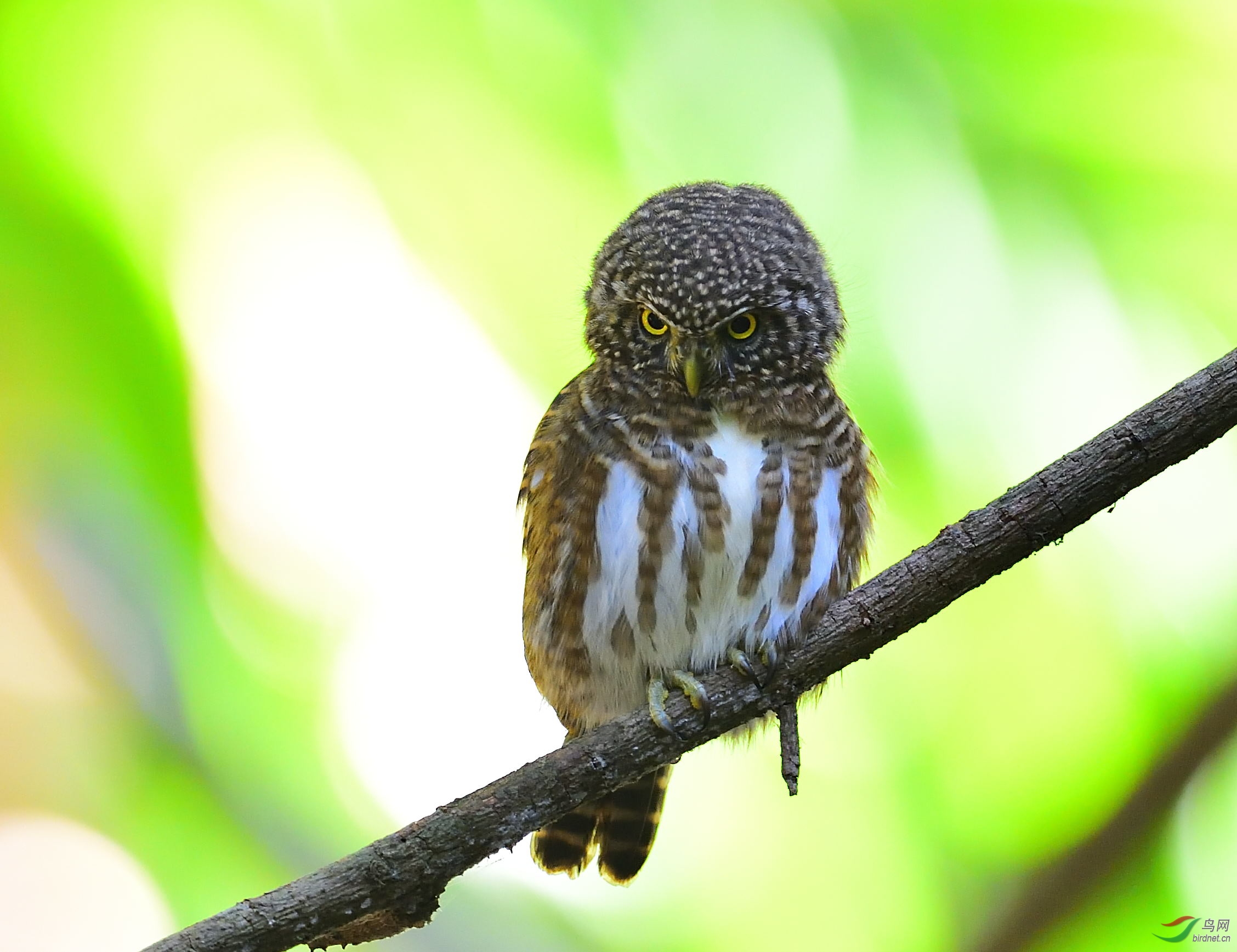 [猛禽] 盈江--领鸺鹠