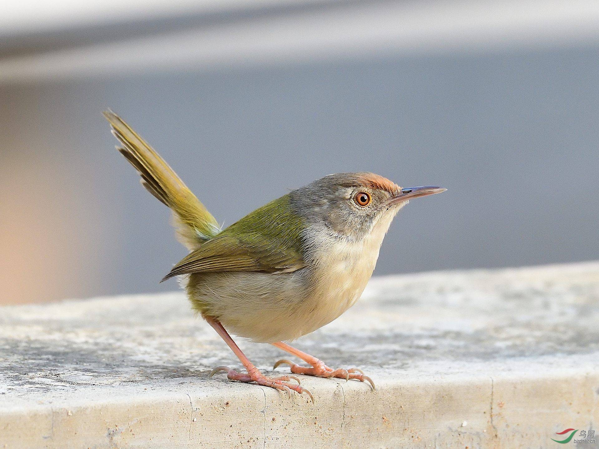 再拍长尾缝叶莺