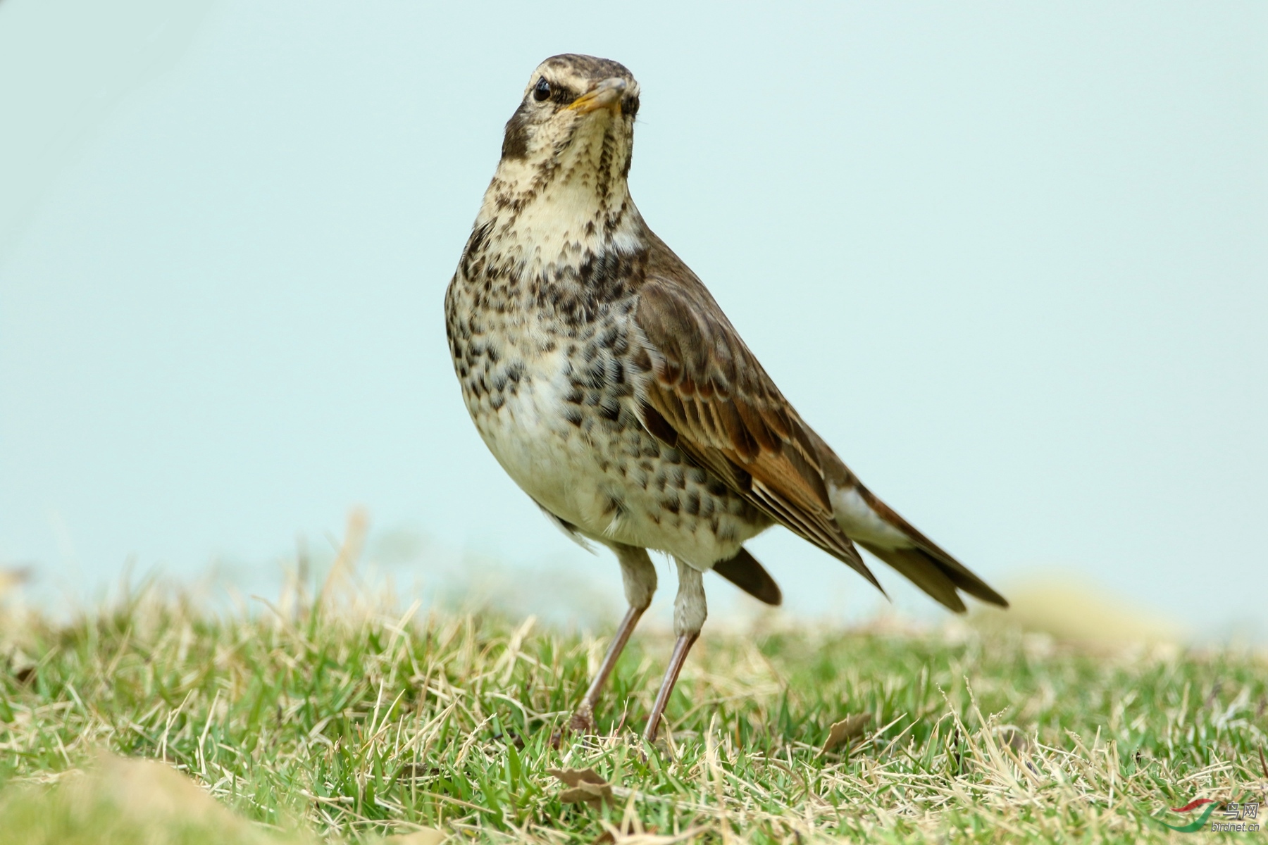 林鸟亮个相斑鸫