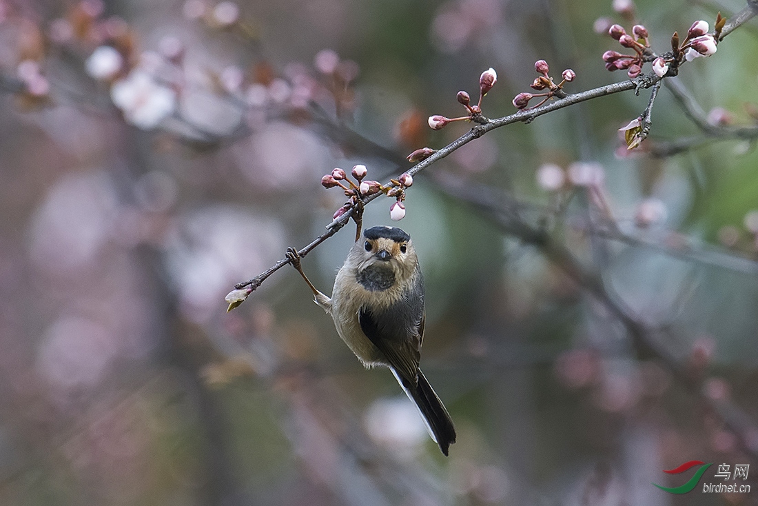 花鳥小品-黑眉長尾山雀