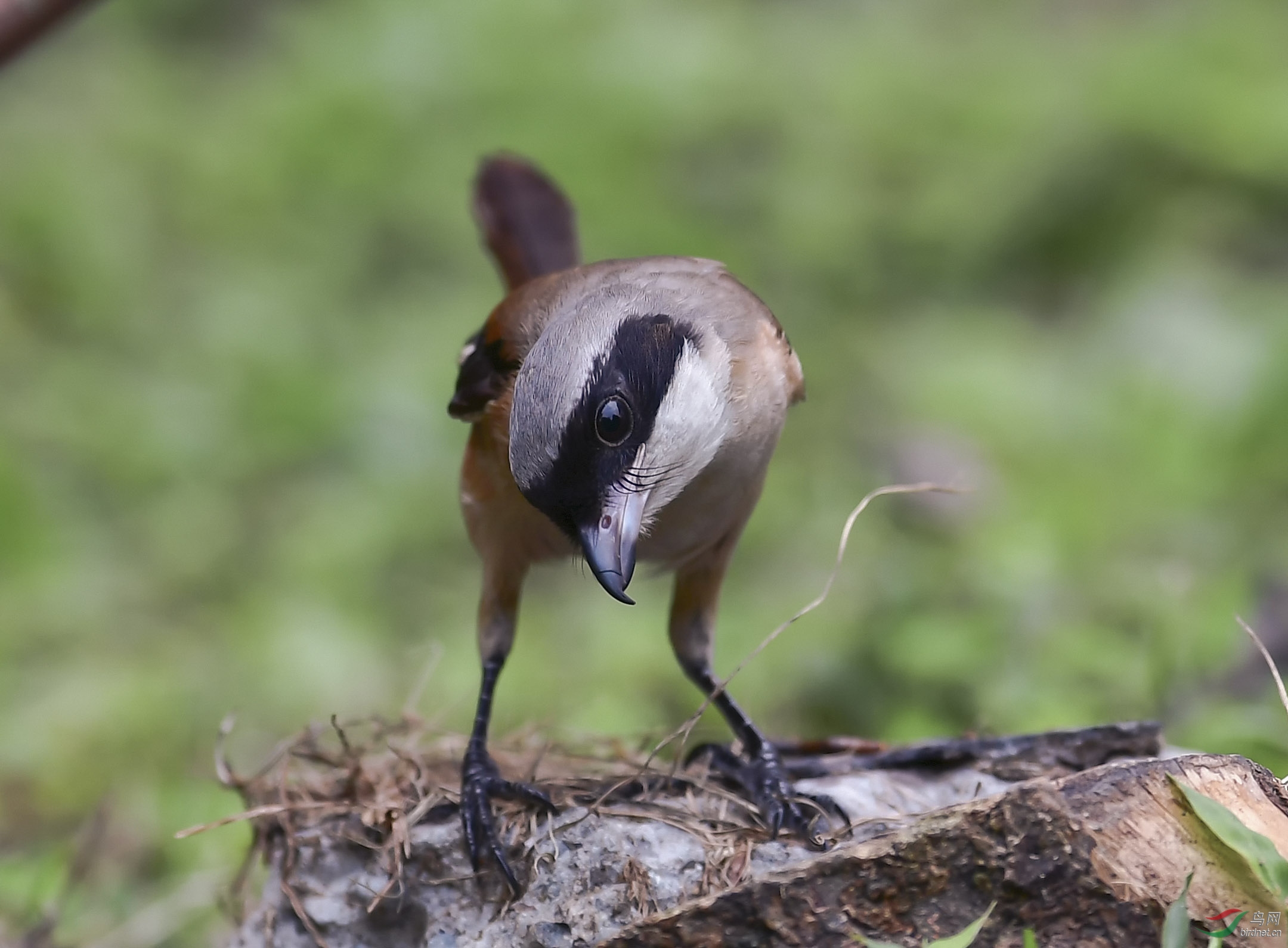 伯劳鸟是一种食肉的小型雀鸟