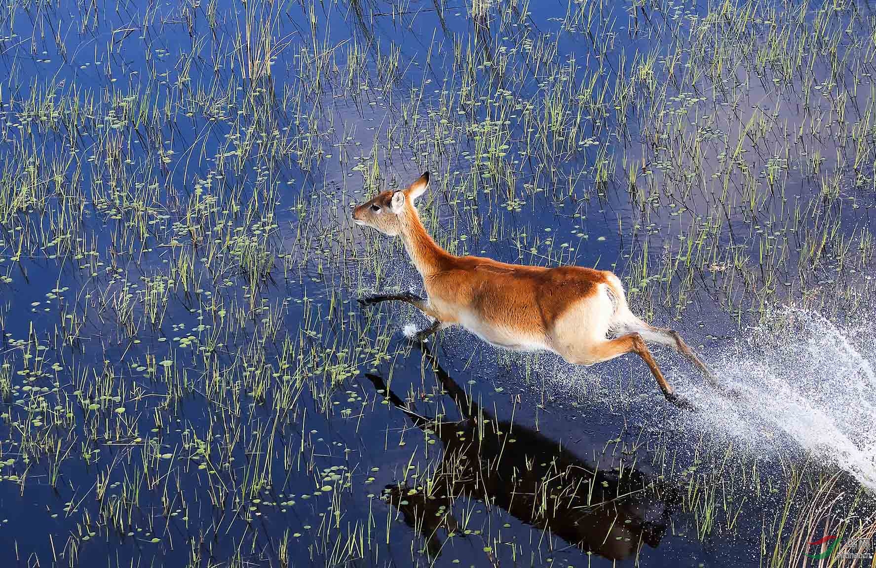 水中奔跑的赤鬣羚祝贺荣获首页动物精华