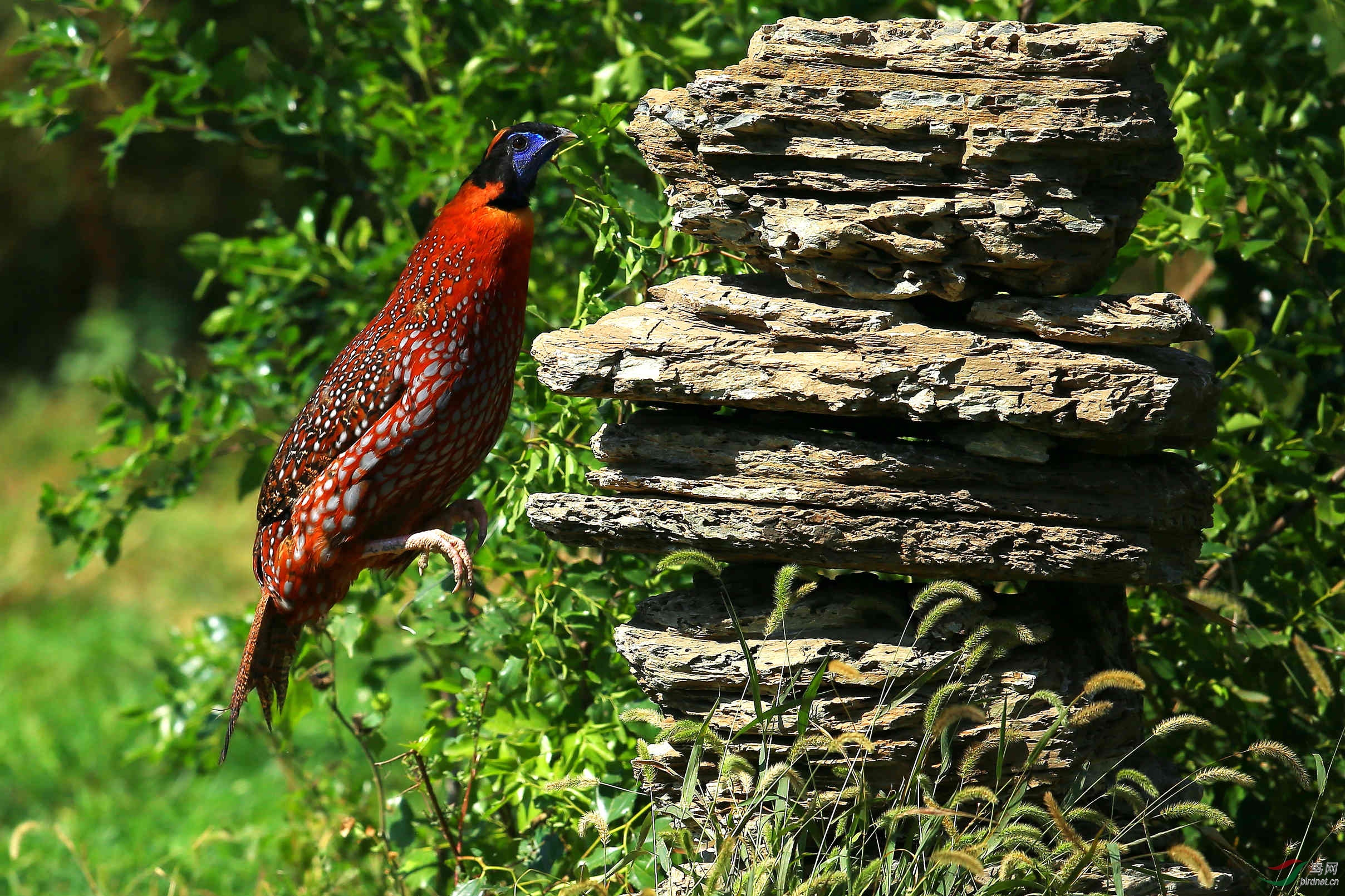 向往高处的红胸角雉