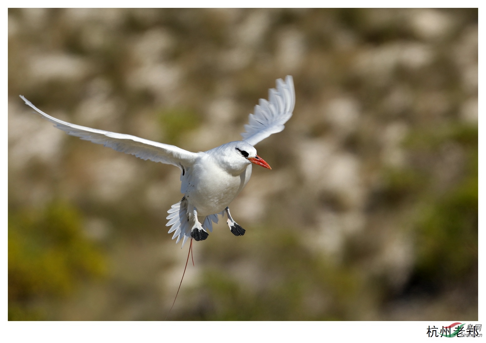 红尾鹲飞向孩子