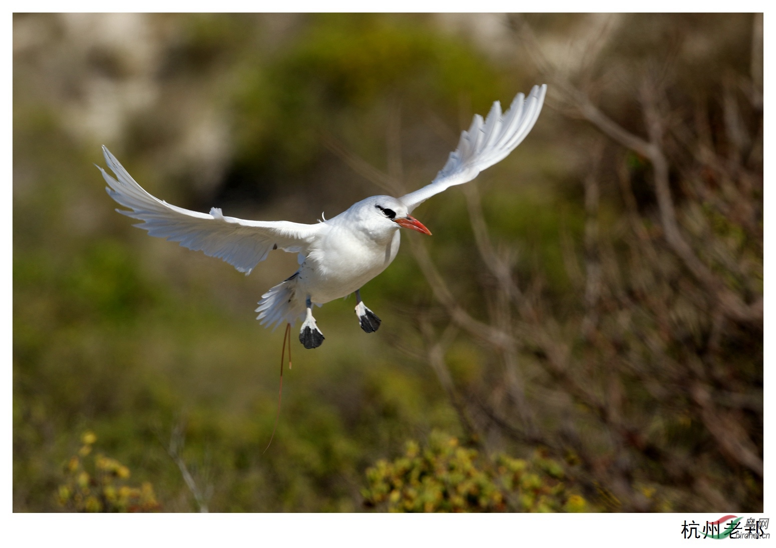 红尾鹲飞向孩子