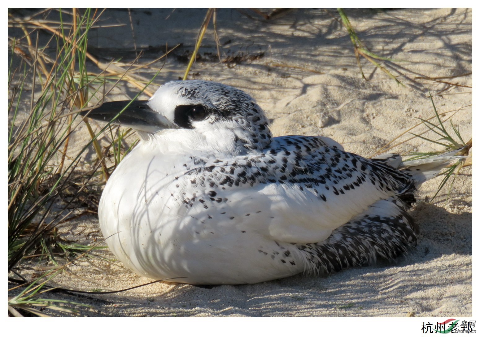红尾鹲飞向孩子