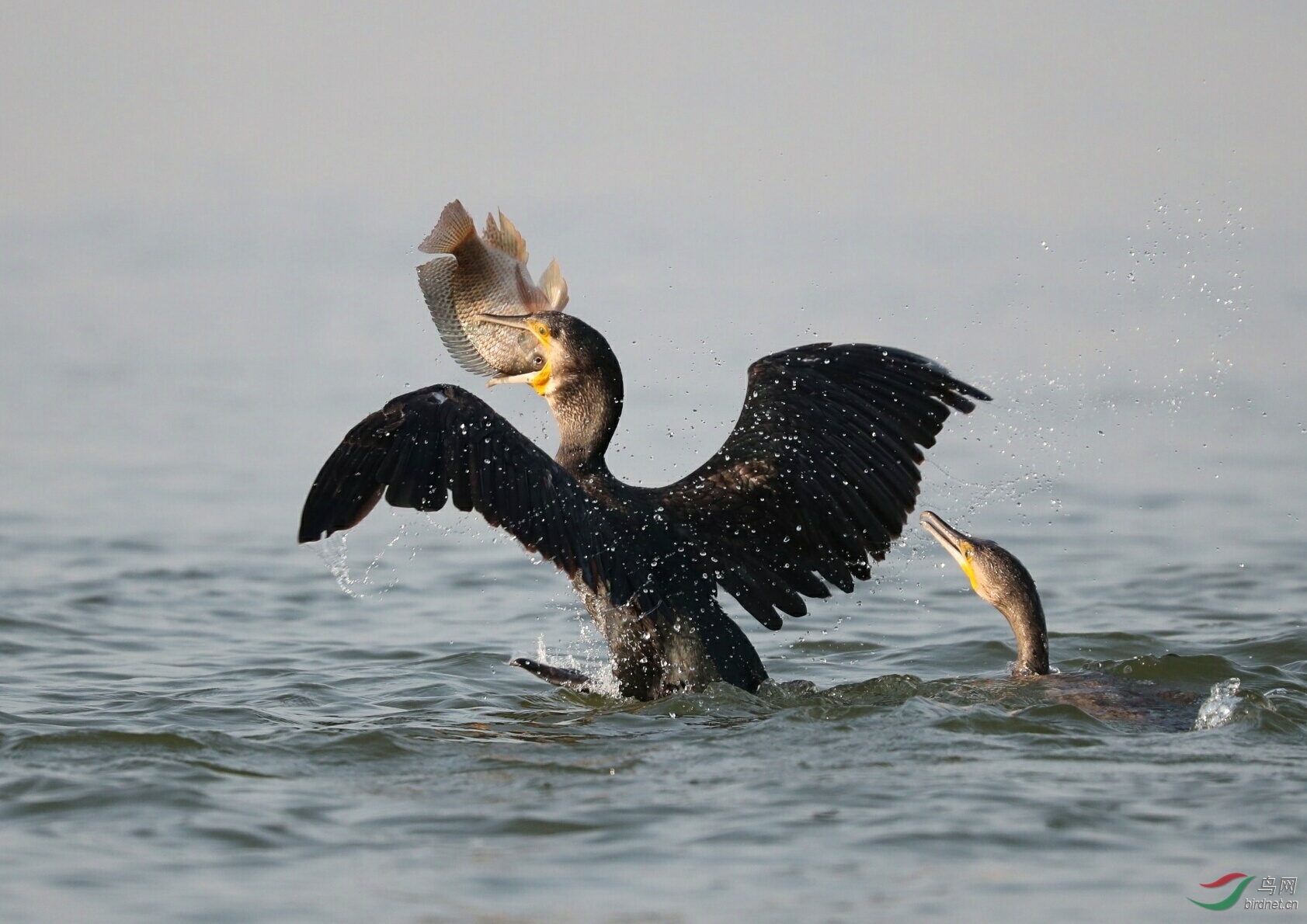 (普通鸬鹚)鸬鹚吞鱼(祝贺获首页精华)
