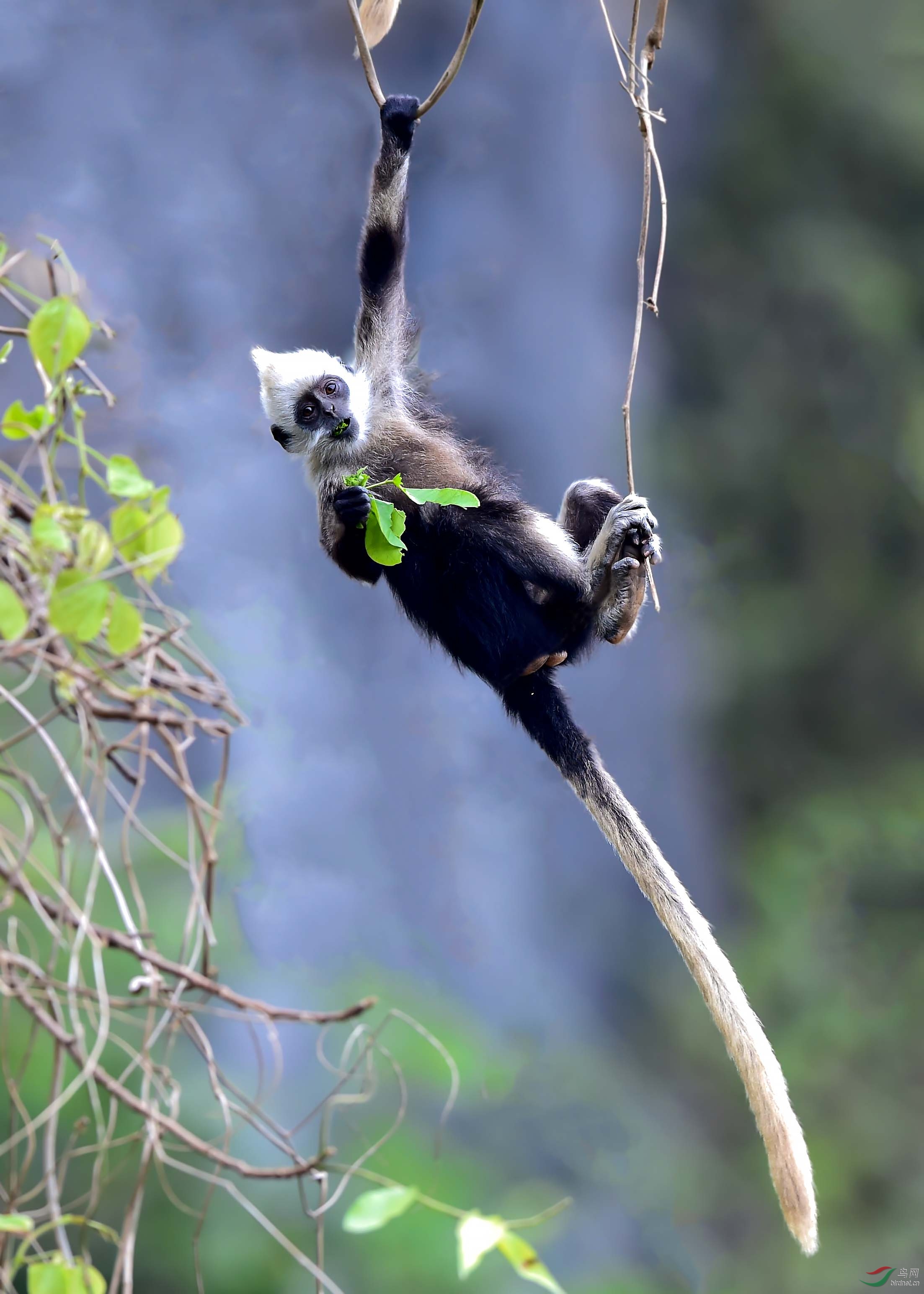 活泼的白头叶猴