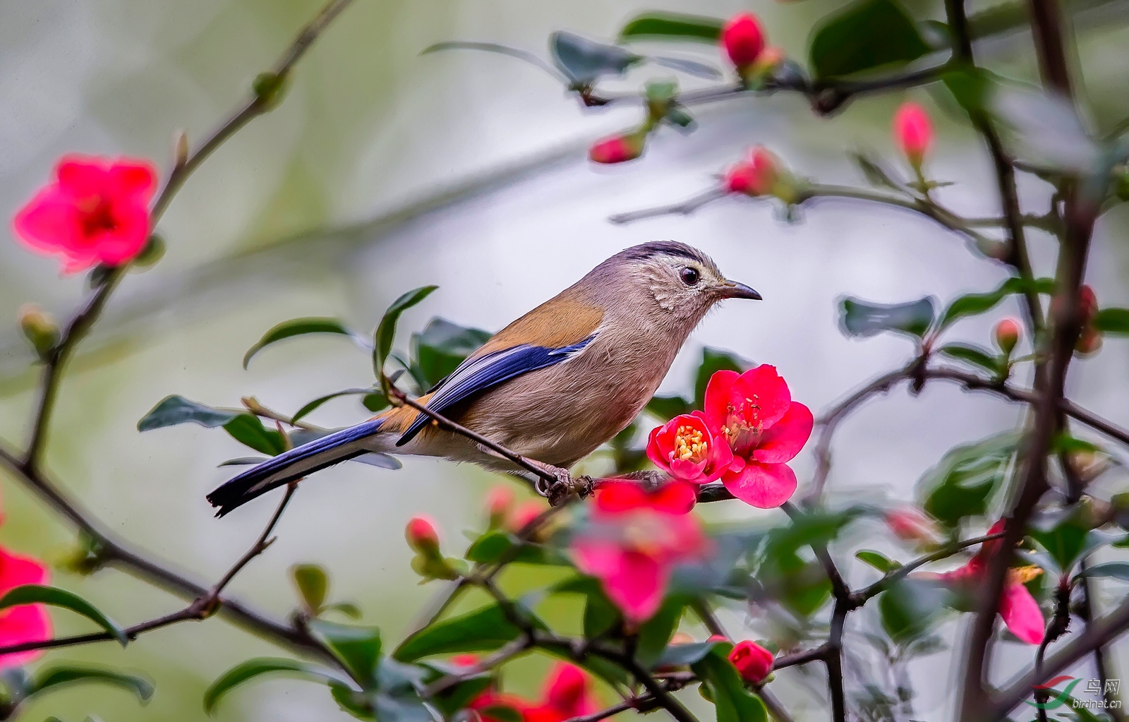 蓝翅活跃春入画