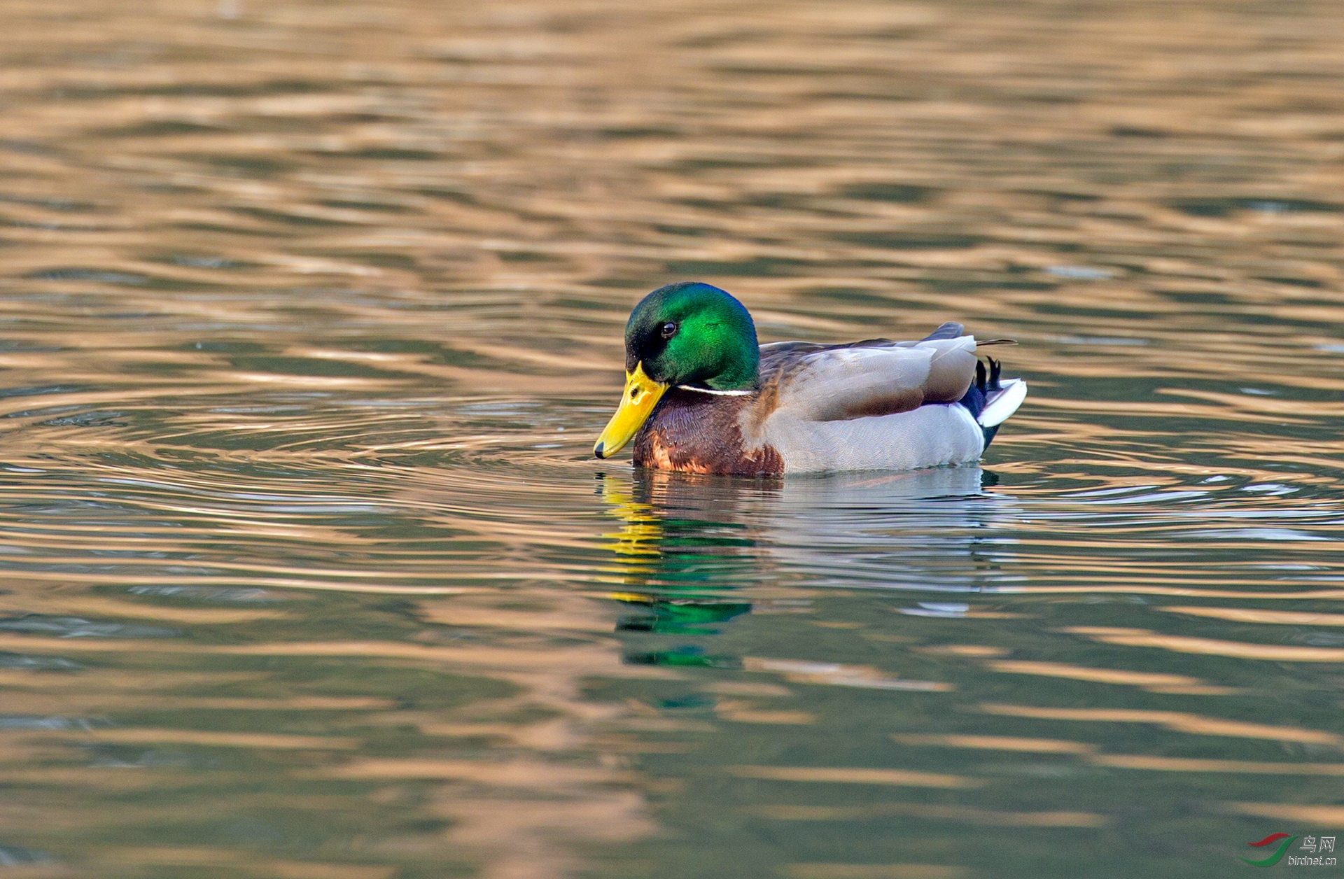 武陵春色绿头鸭
