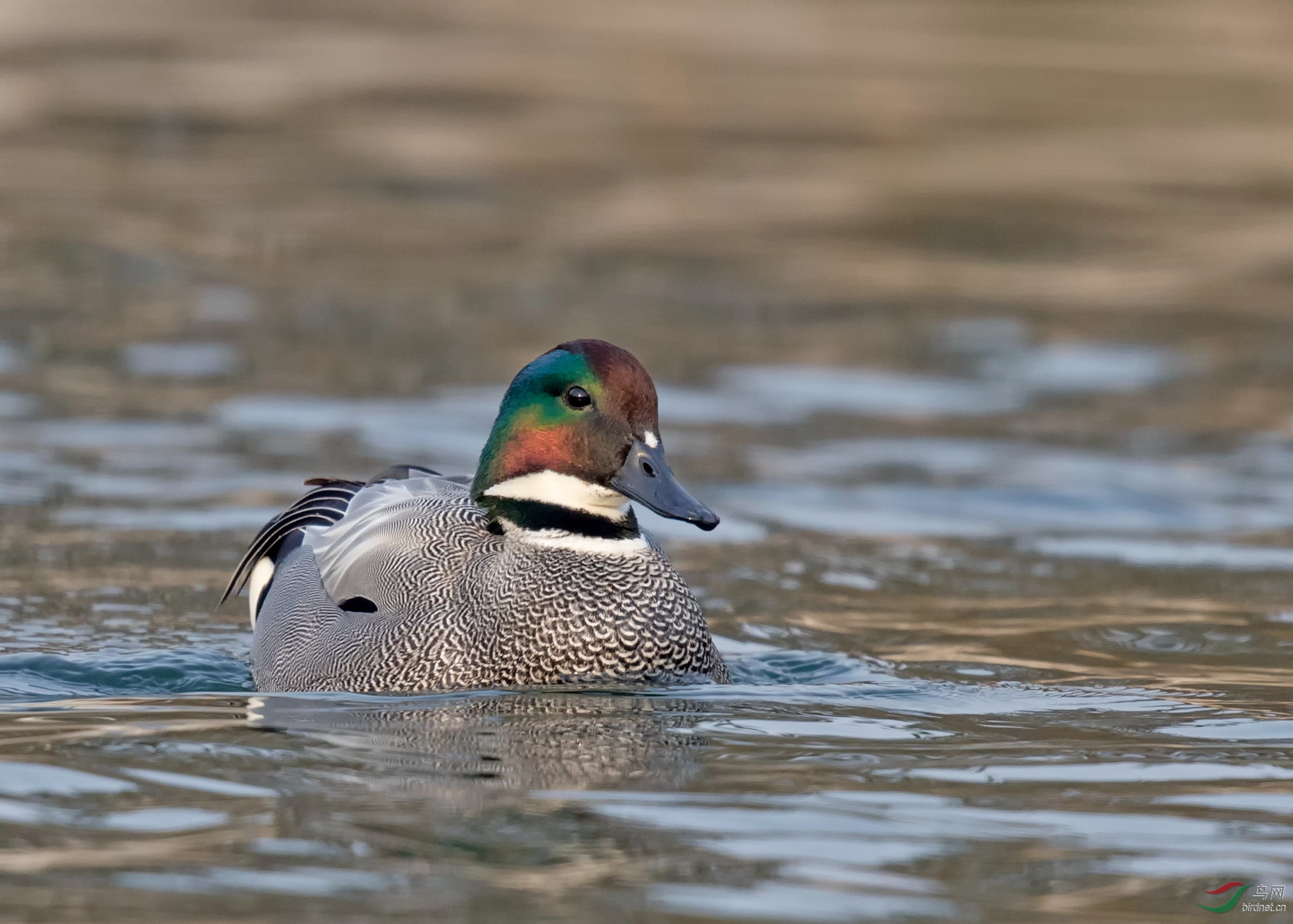 武陵春色罗纹鸭