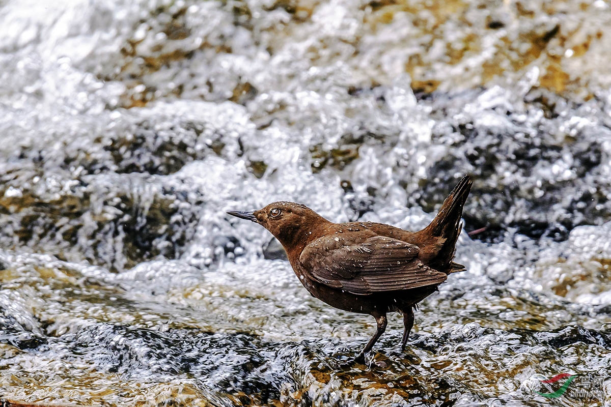 褐河鸟