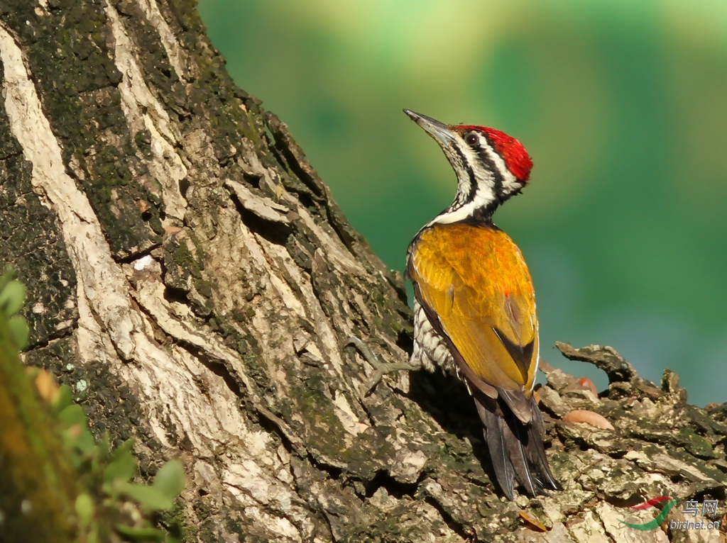 金背三趾啄木鸟