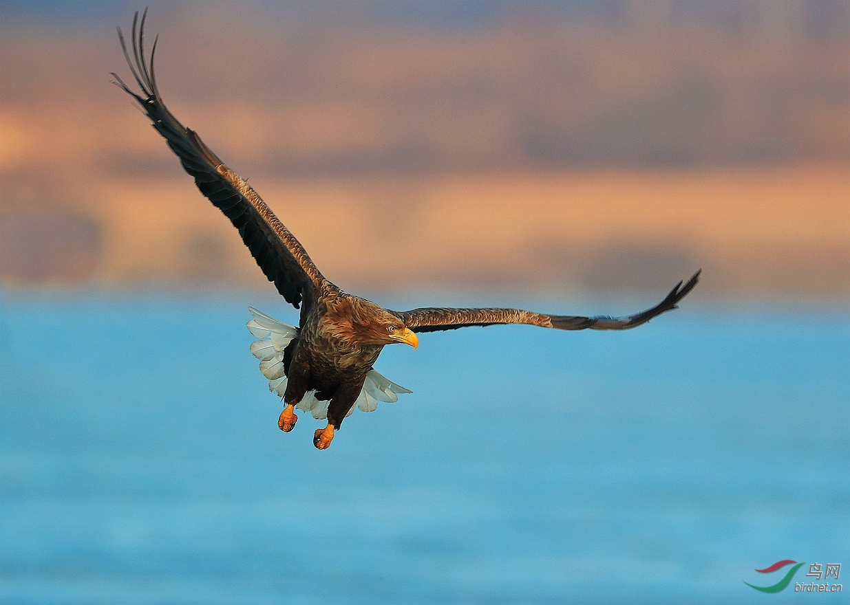 鹰扬虎视白尾海雕
