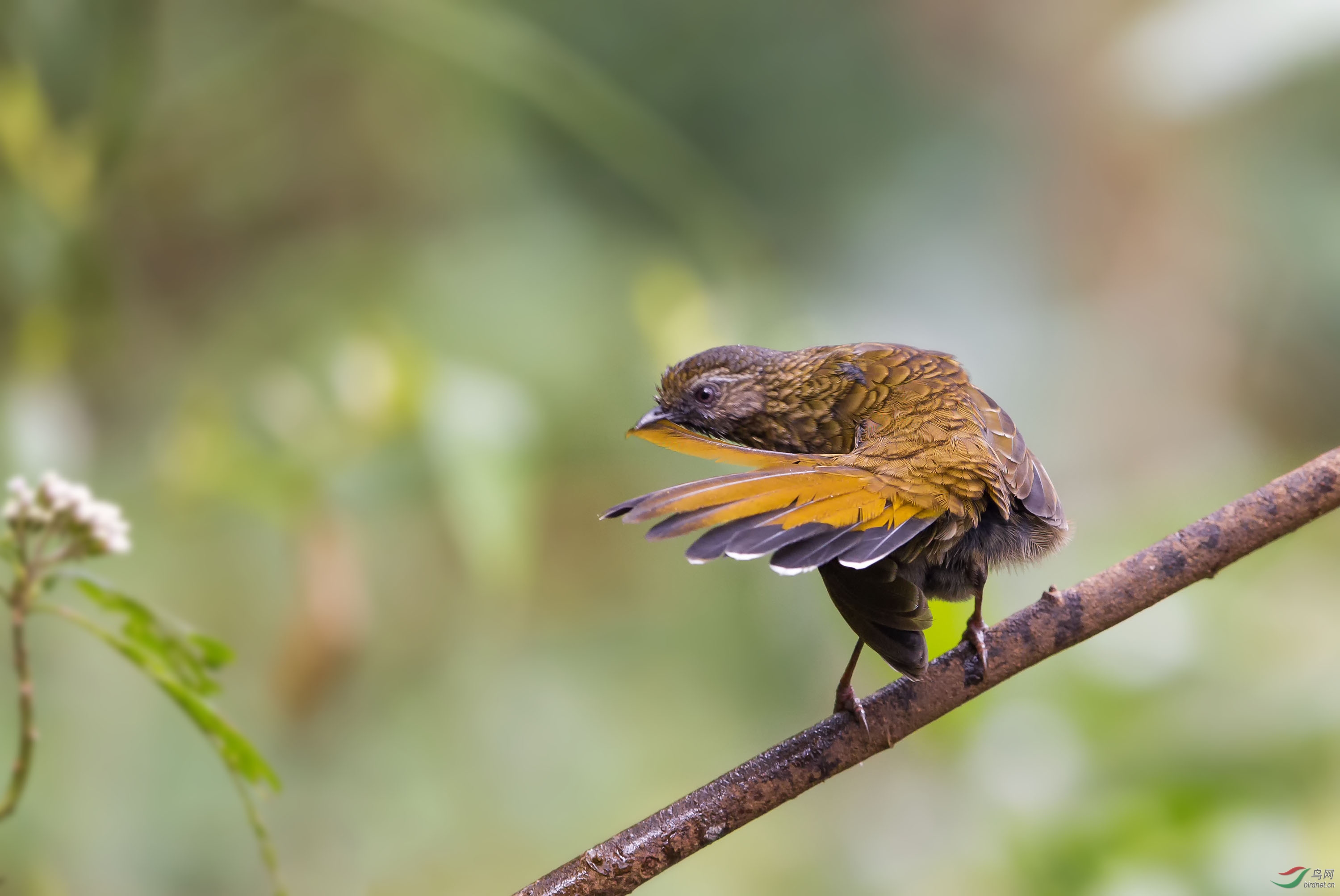 咬尾——纯色噪鹛